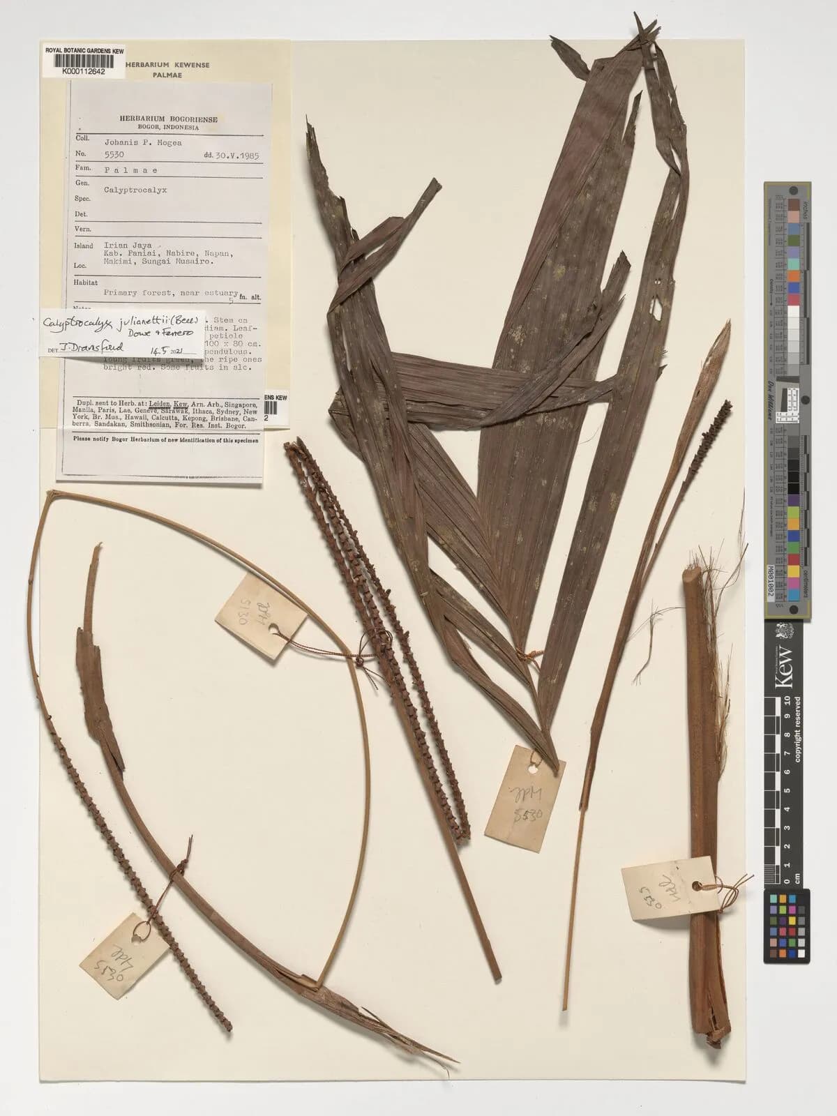Botanical specimen of Calyptrocalyx Julianettii.