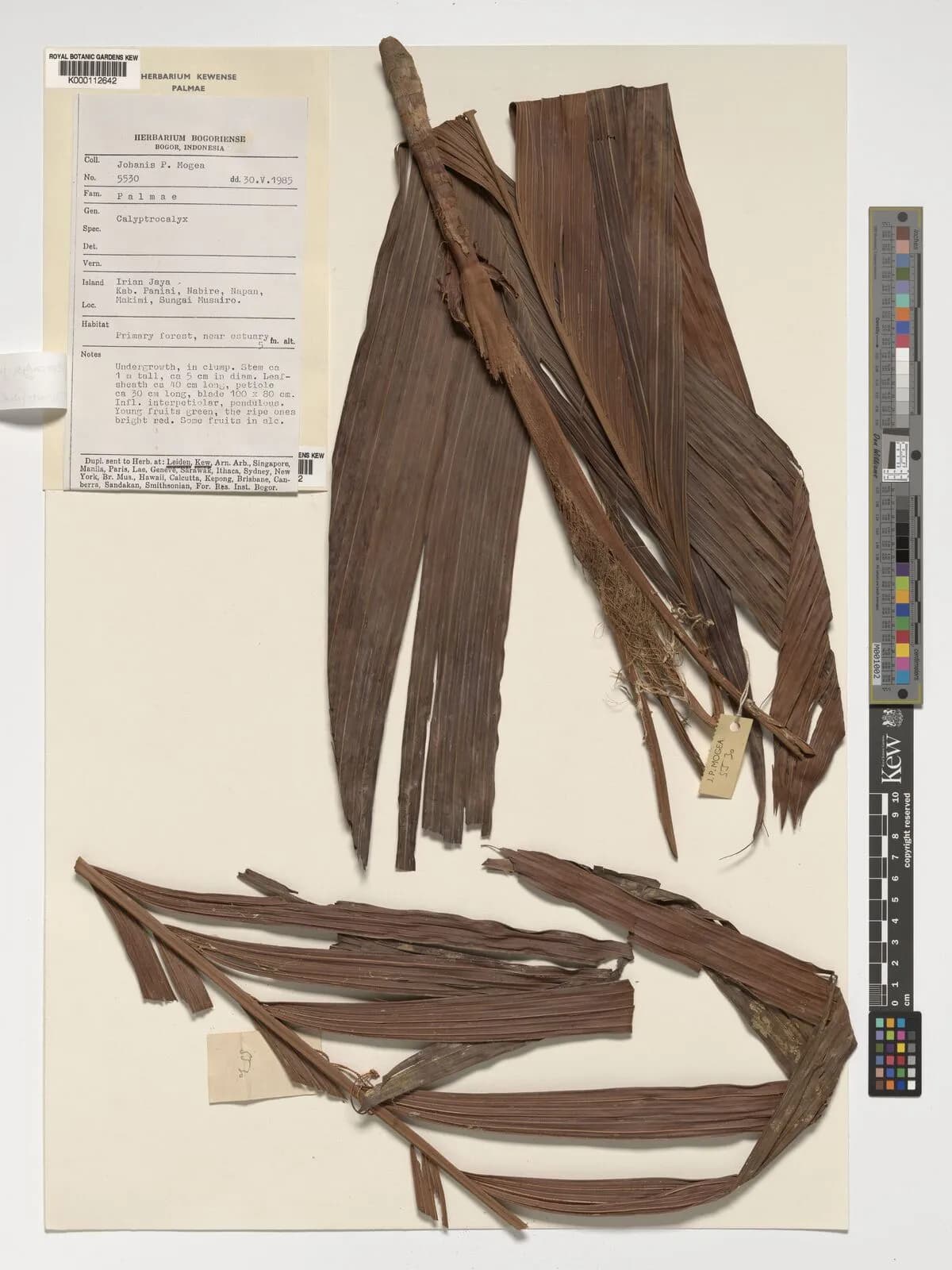 Botanical specimen of Calyptrocalyx Julianettii.