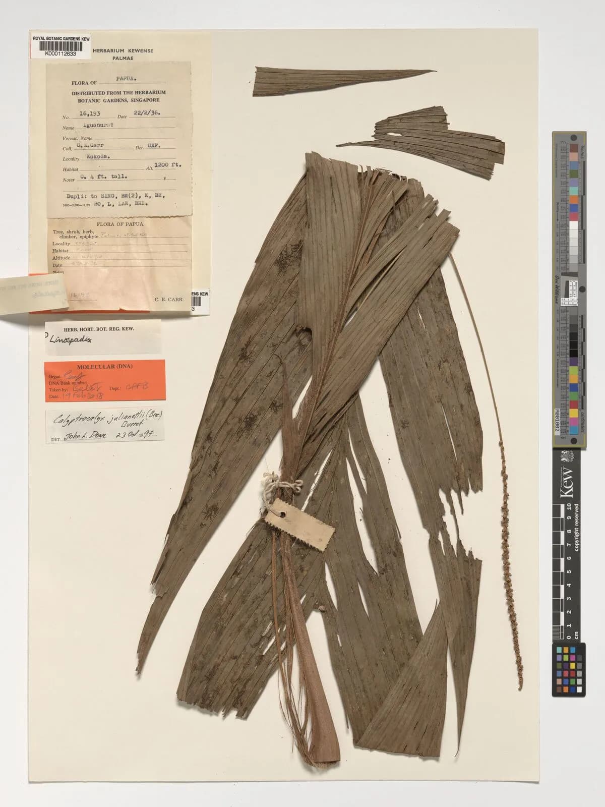 Botanical specimen of Calyptrocalyx Julianettii.