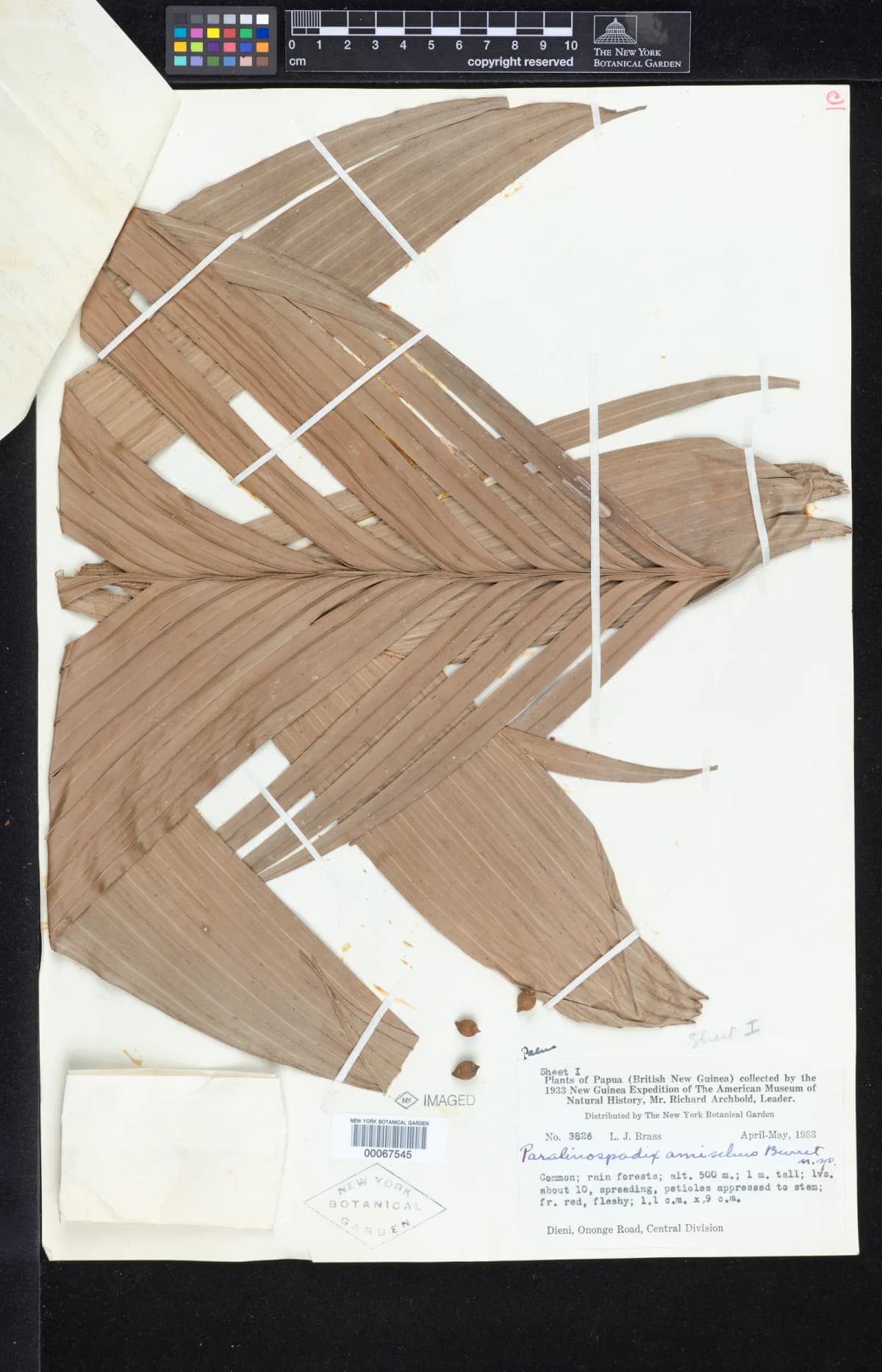 Botanical specimen of Calyptrocalyx Julianettii.