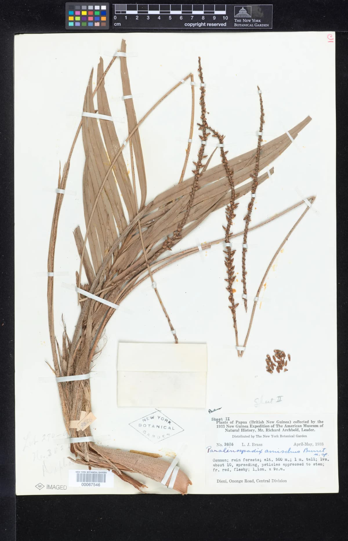 Botanical specimen of Calyptrocalyx Julianettii.