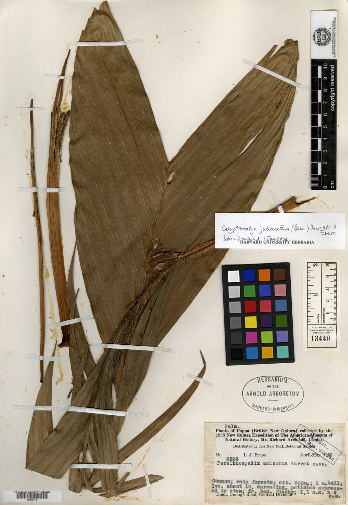 Botanical specimen of Calyptrocalyx Julianettii.