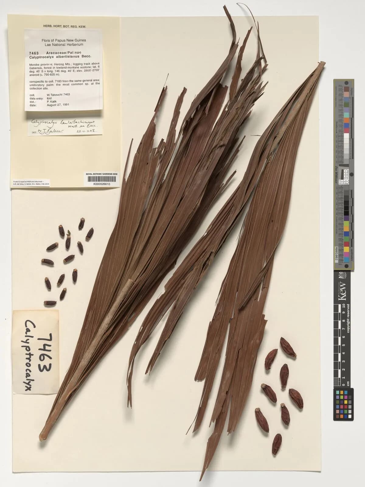 Botanical specimen of Calyptrocalyx Lauterbachianus.