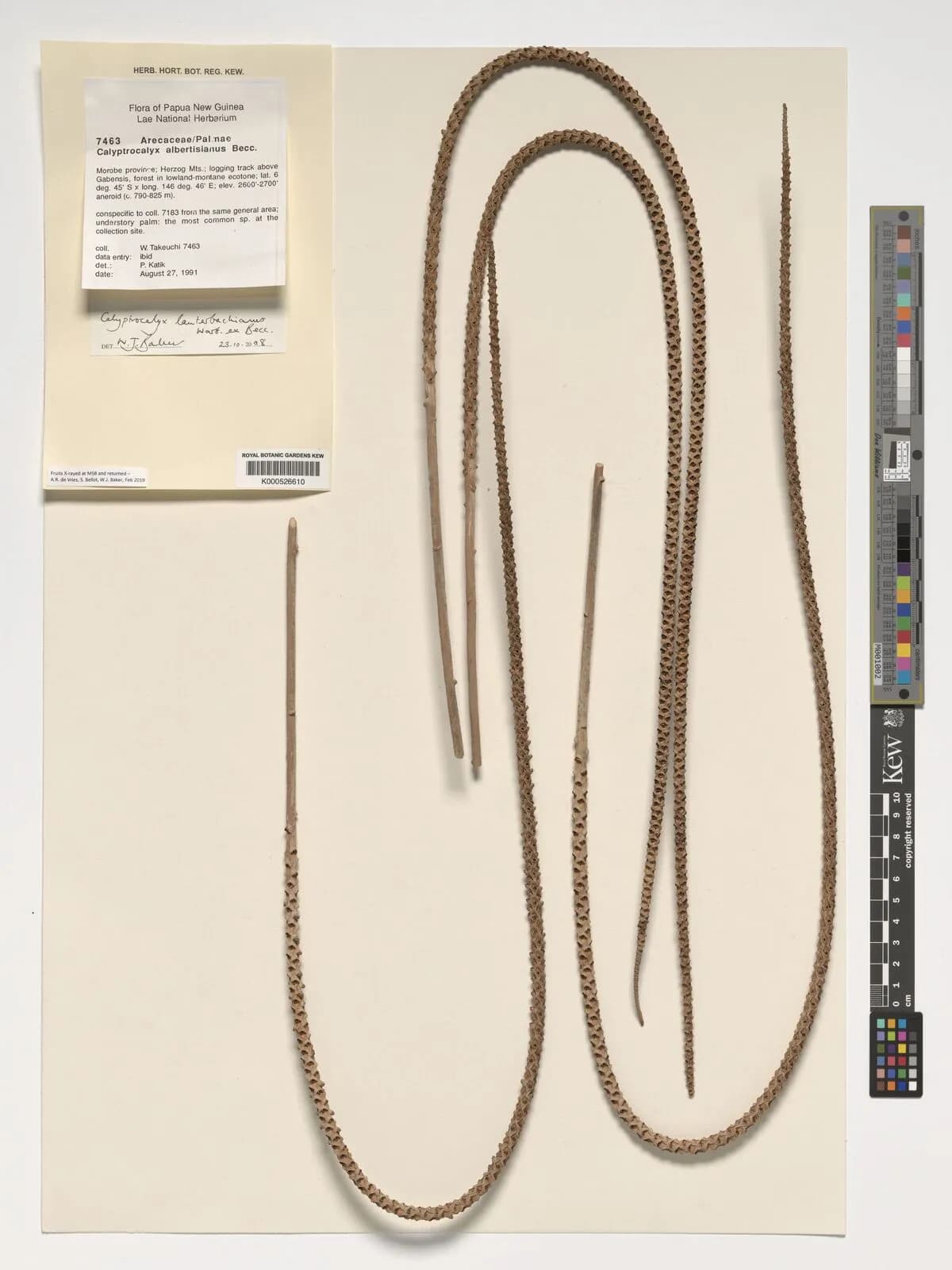 Botanical specimen of Calyptrocalyx Lauterbachianus.