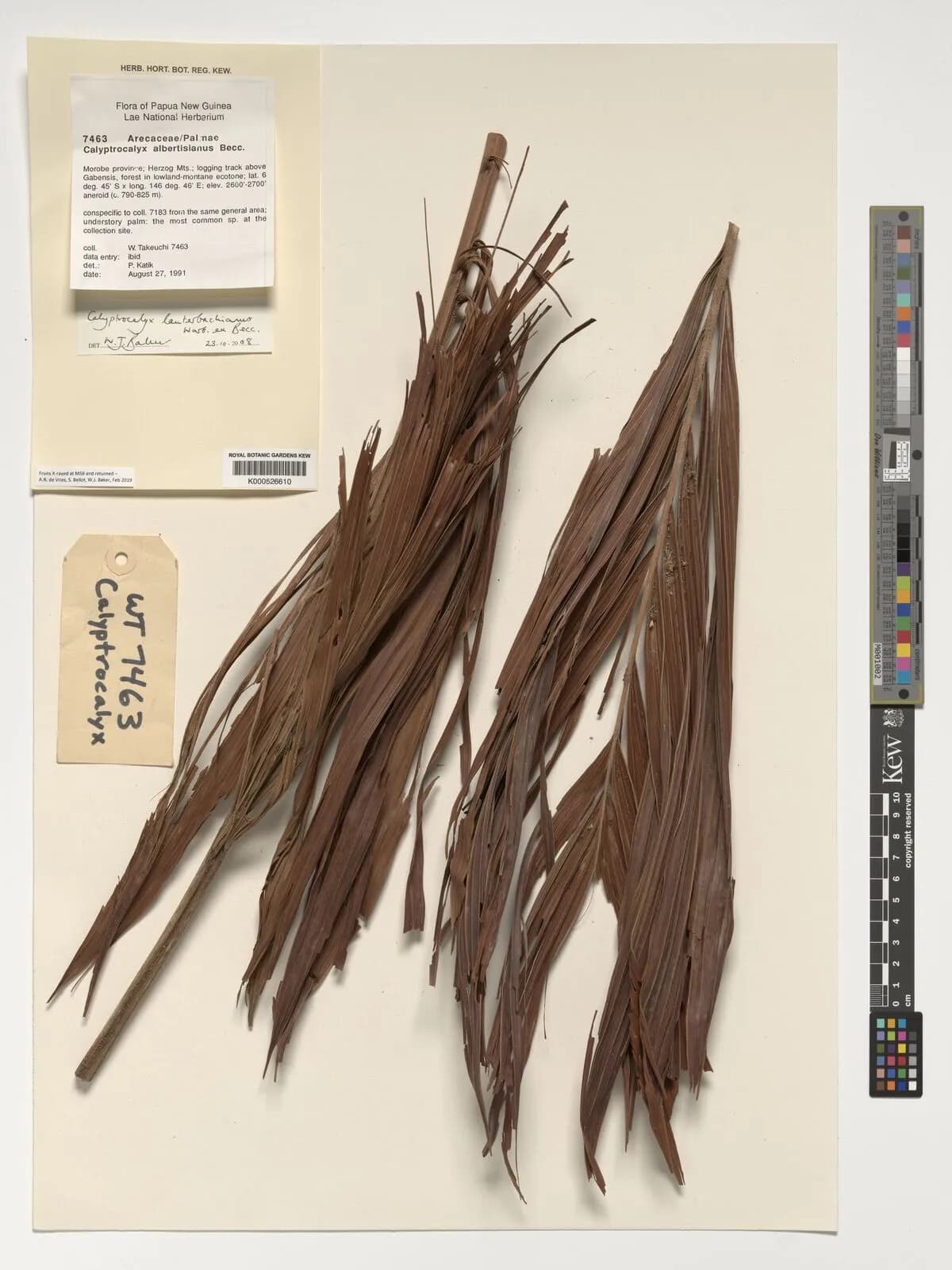 Botanical specimen of Calyptrocalyx Lauterbachianus.