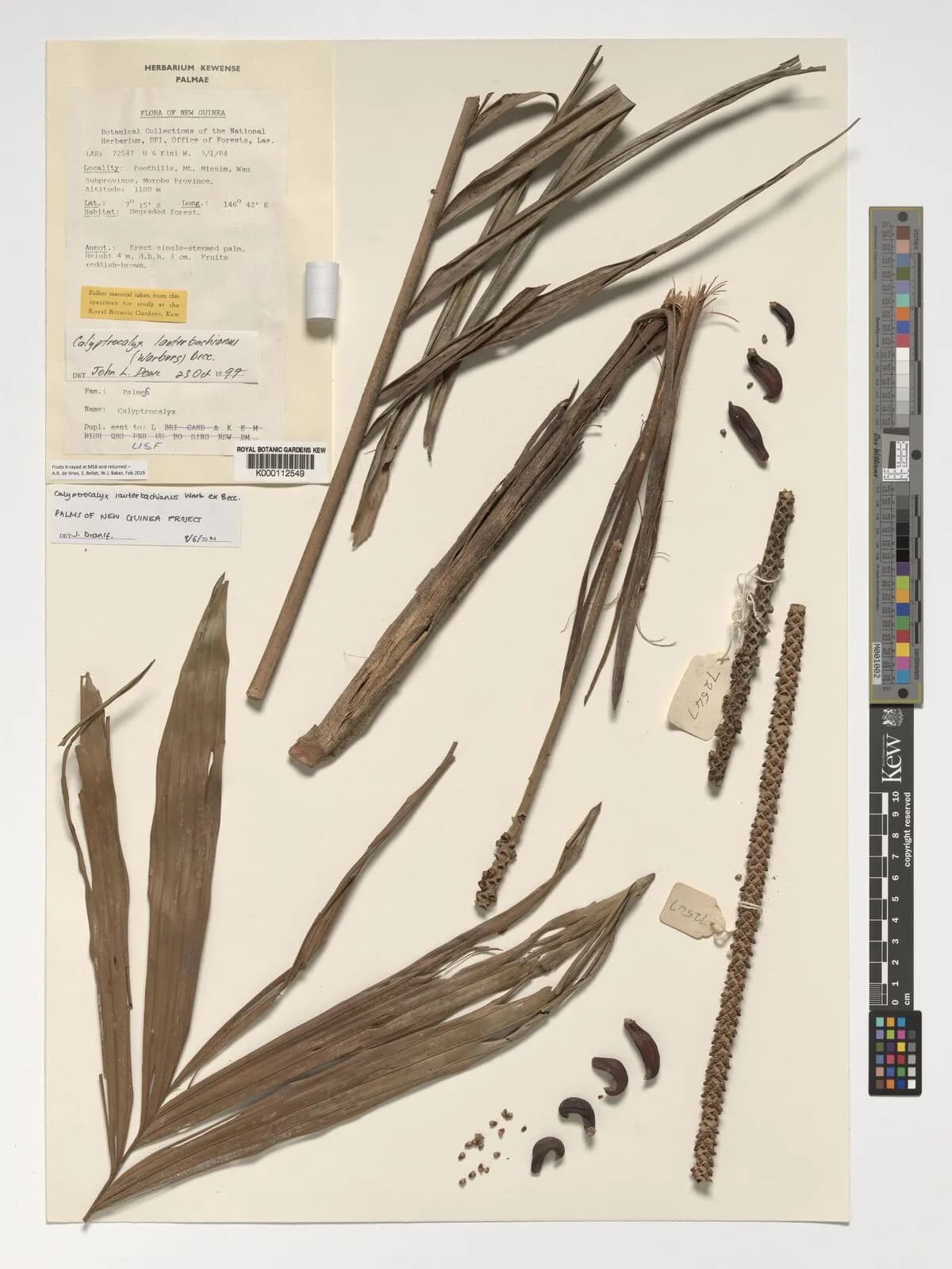 Botanical specimen of Calyptrocalyx Lauterbachianus.