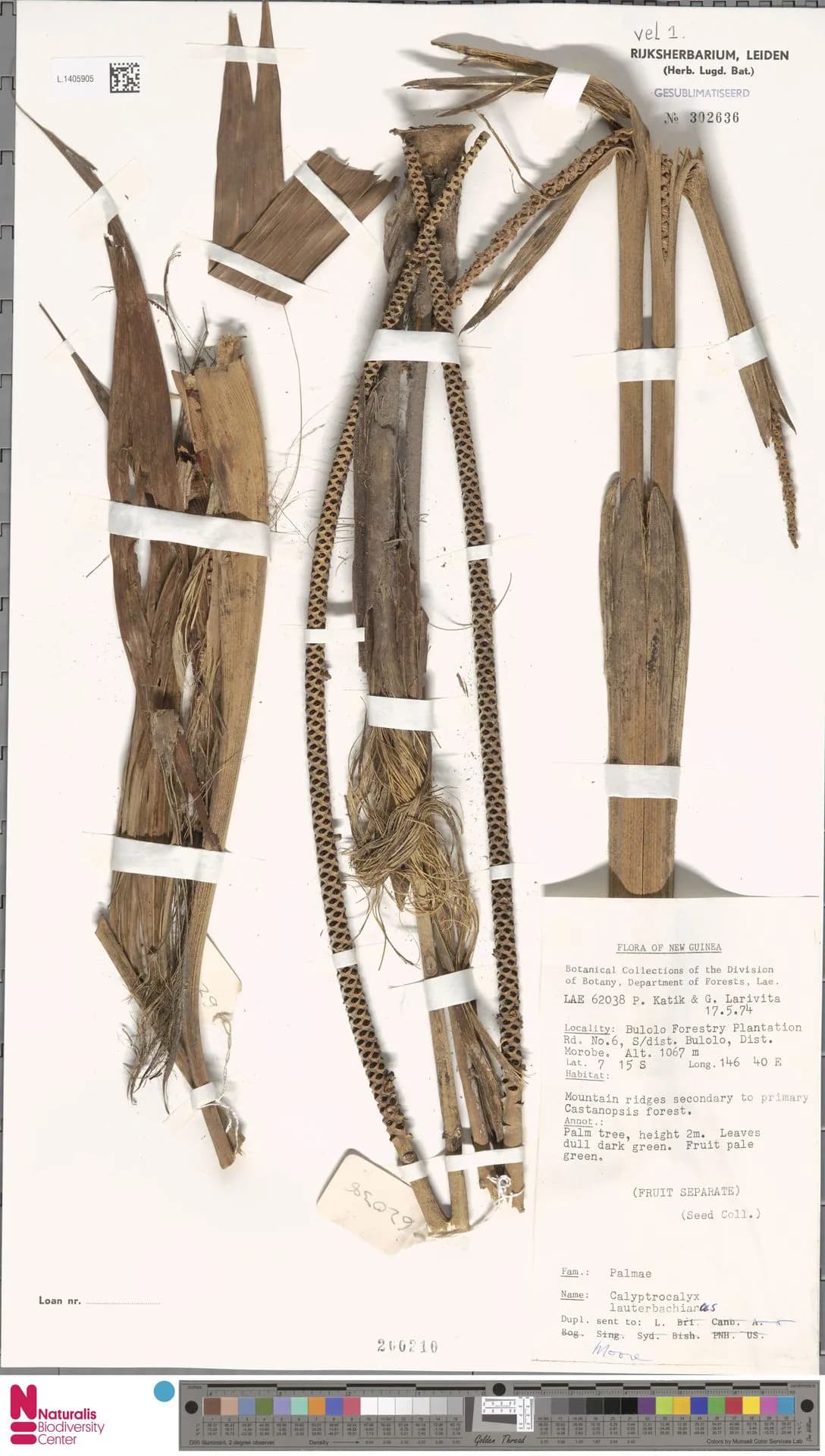 Botanical specimen of Calyptrocalyx Lauterbachianus.