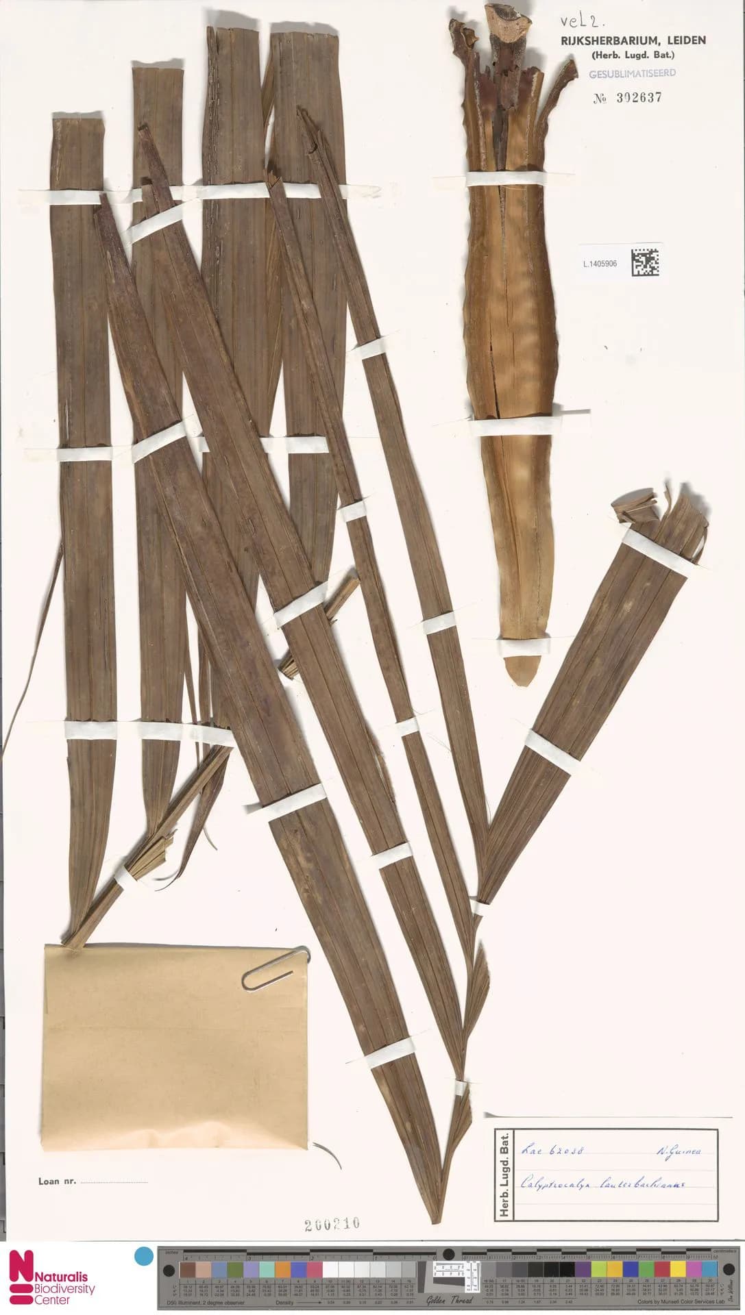 Botanical specimen of Calyptrocalyx Lauterbachianus.