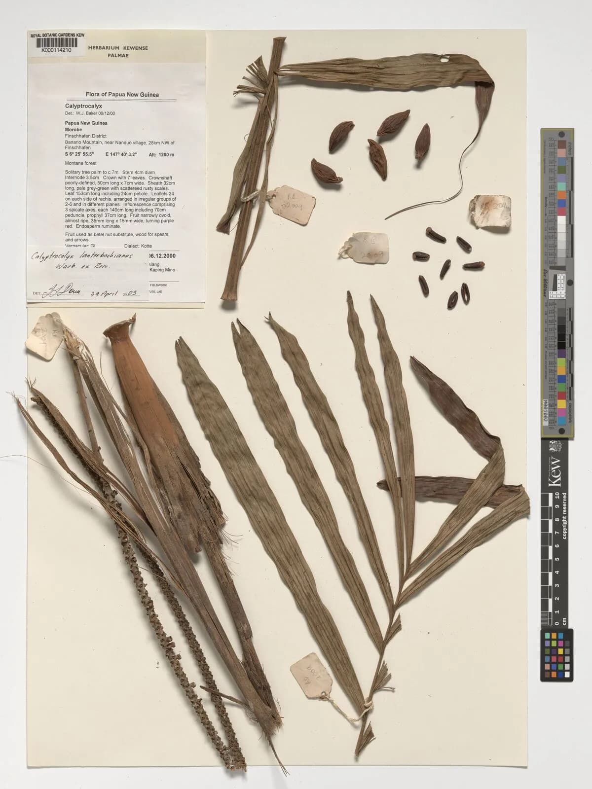 Botanical specimen of Calyptrocalyx Lauterbachianus.
