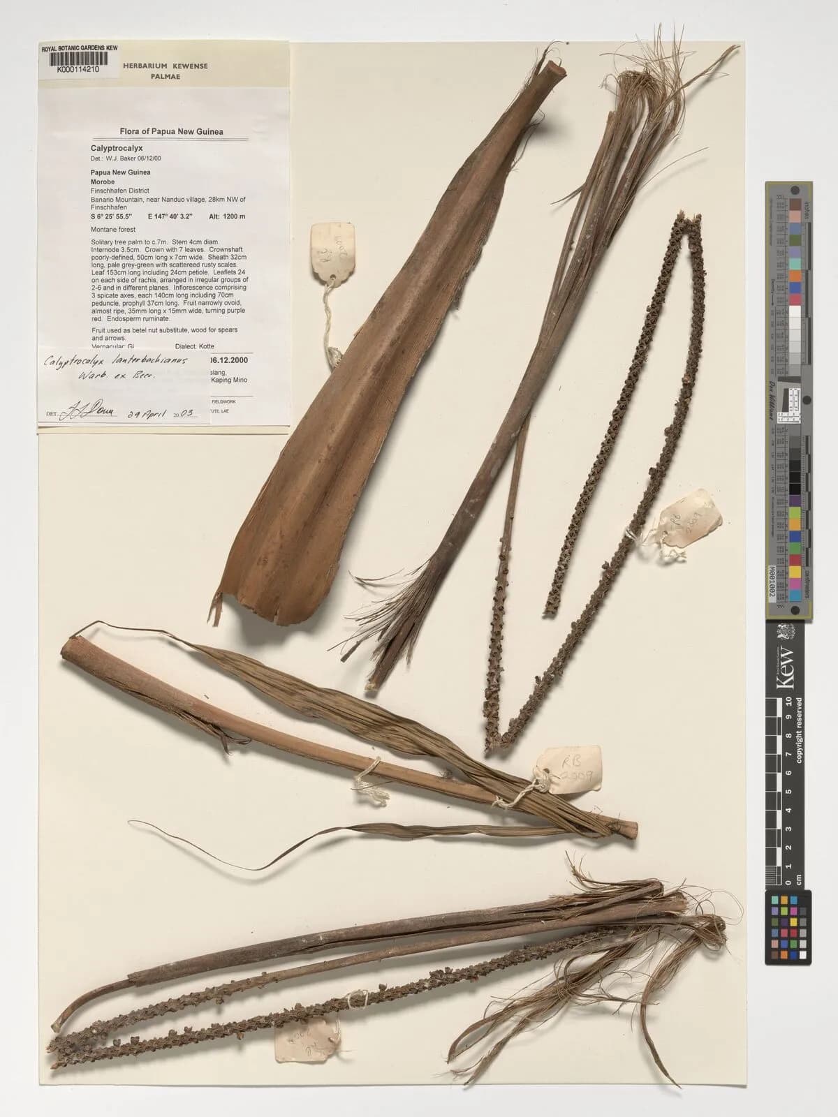 Botanical specimen of Calyptrocalyx Lauterbachianus.