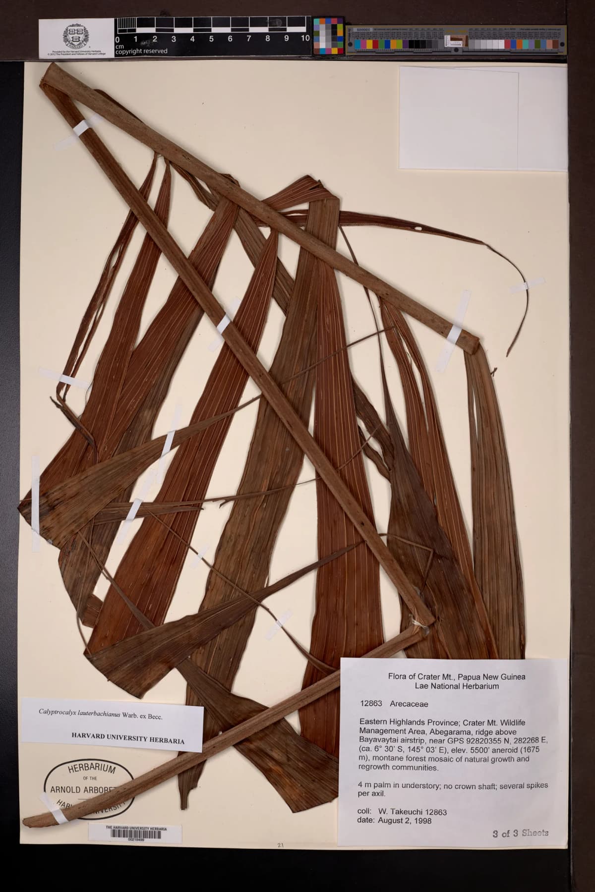 Botanical specimen of Calyptrocalyx Lauterbachianus.