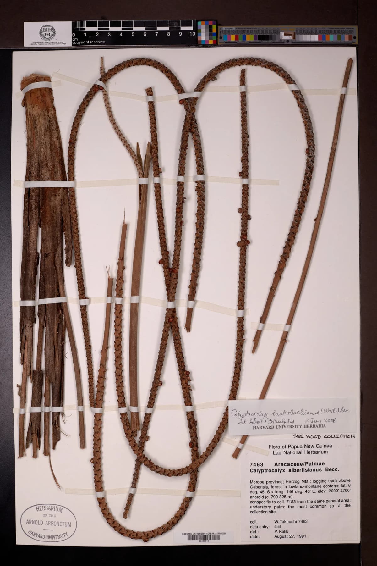 Botanical specimen of Calyptrocalyx Lauterbachianus.
