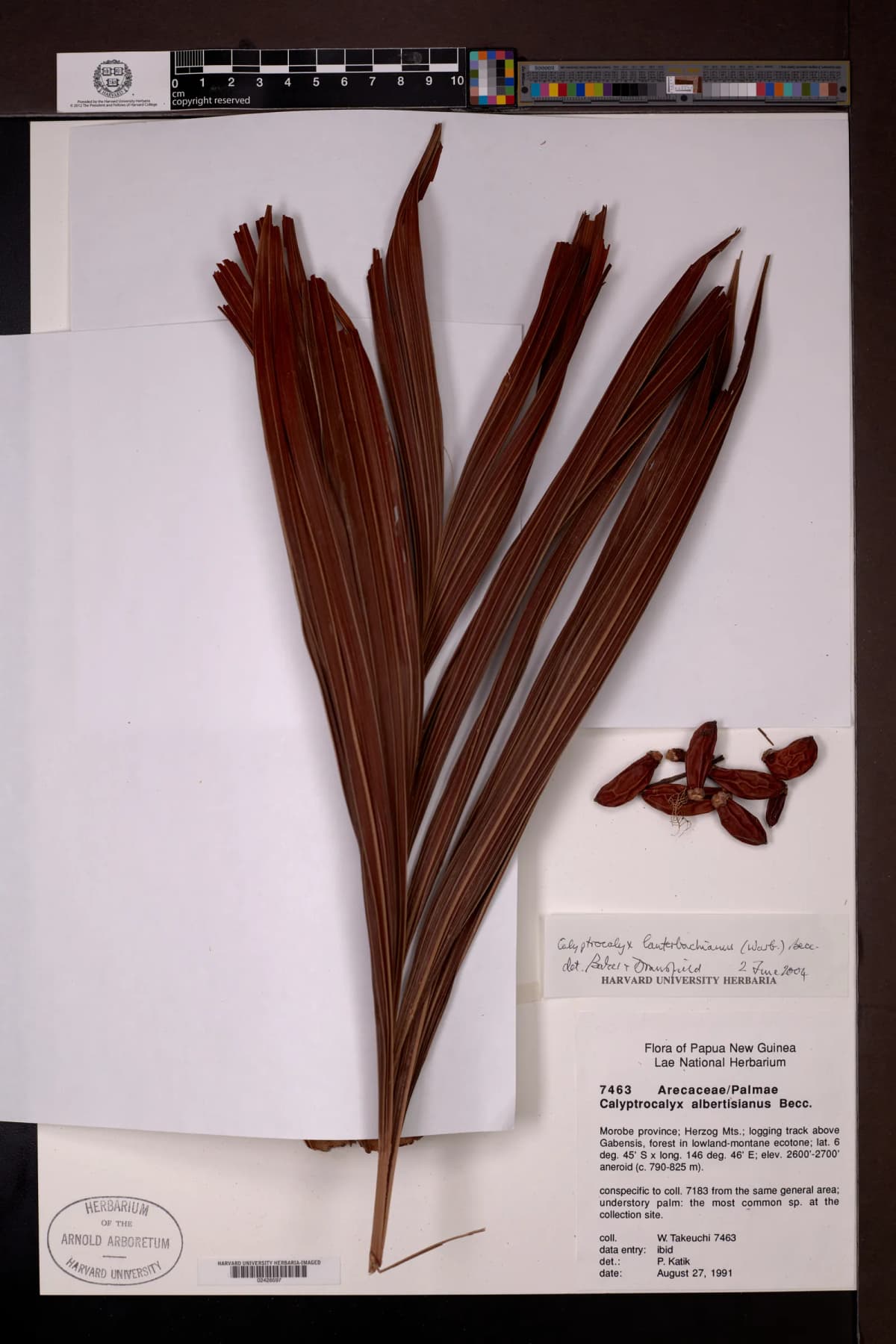 Botanical specimen of Calyptrocalyx Lauterbachianus.