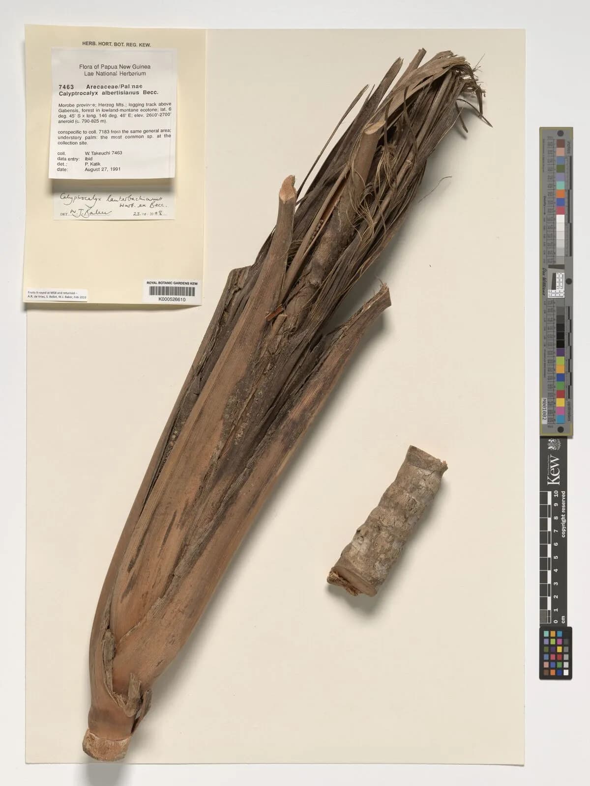 Botanical specimen of Calyptrocalyx Lauterbachianus.