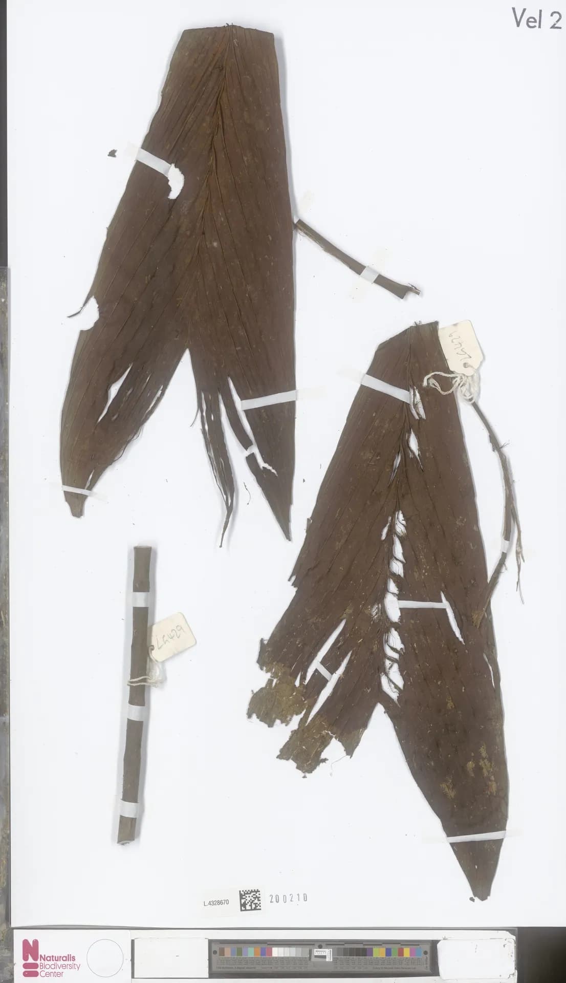 Botanical specimen of Calyptrocalyx Micholitzii.