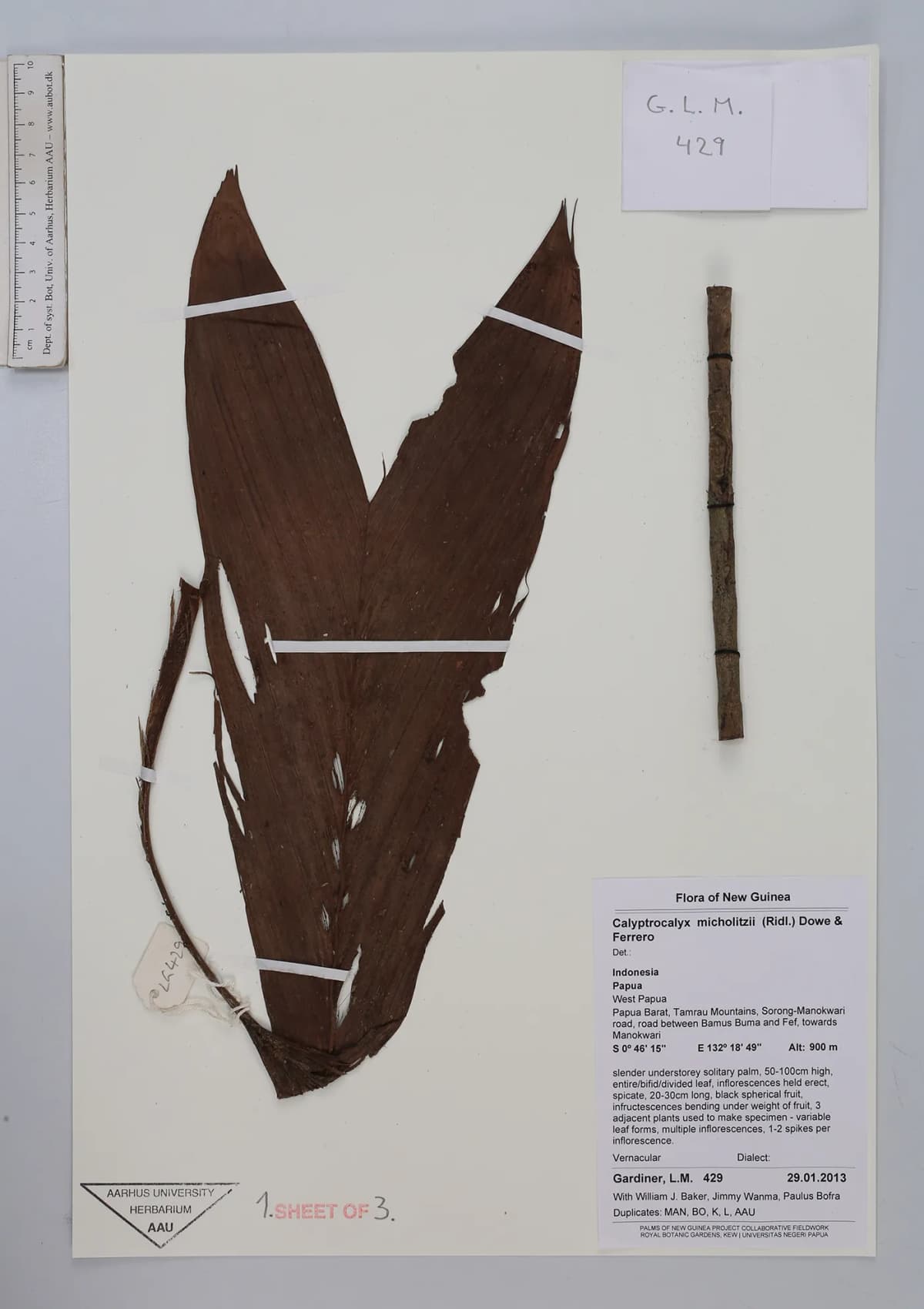 Botanical specimen of Calyptrocalyx Micholitzii.