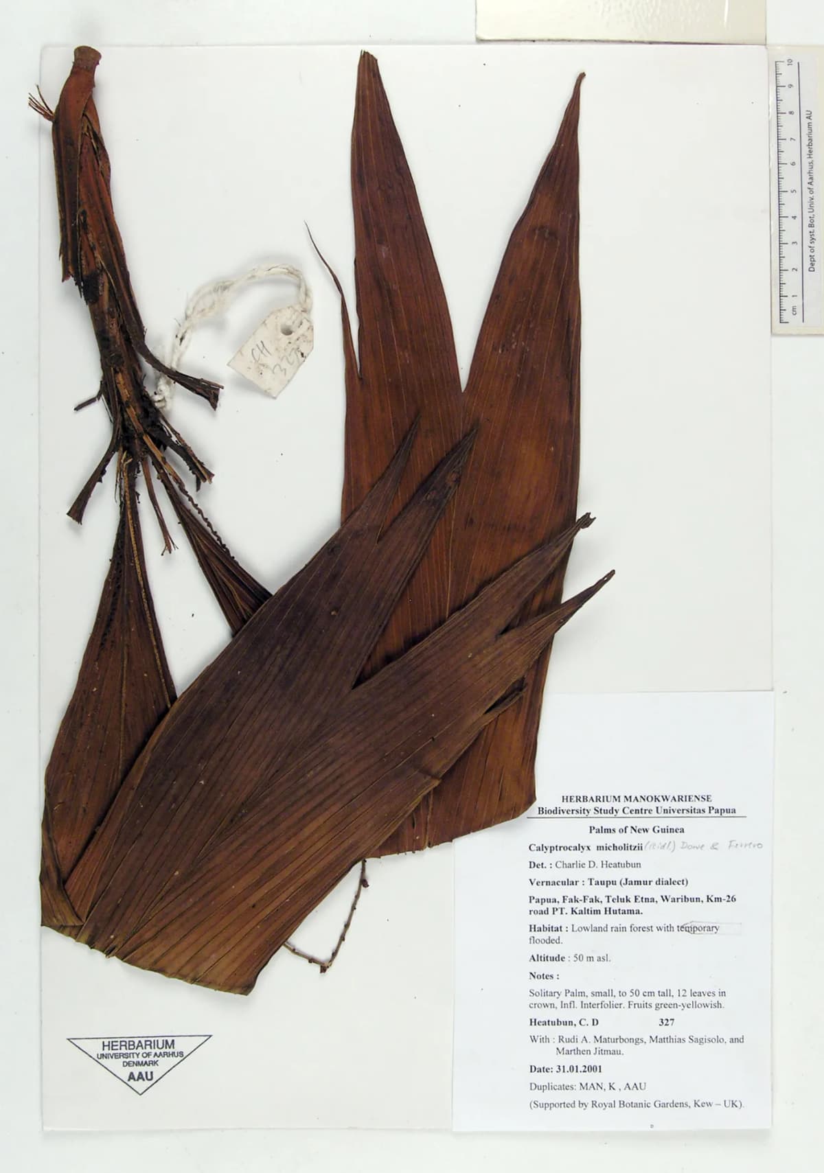 Botanical specimen of Calyptrocalyx Micholitzii.