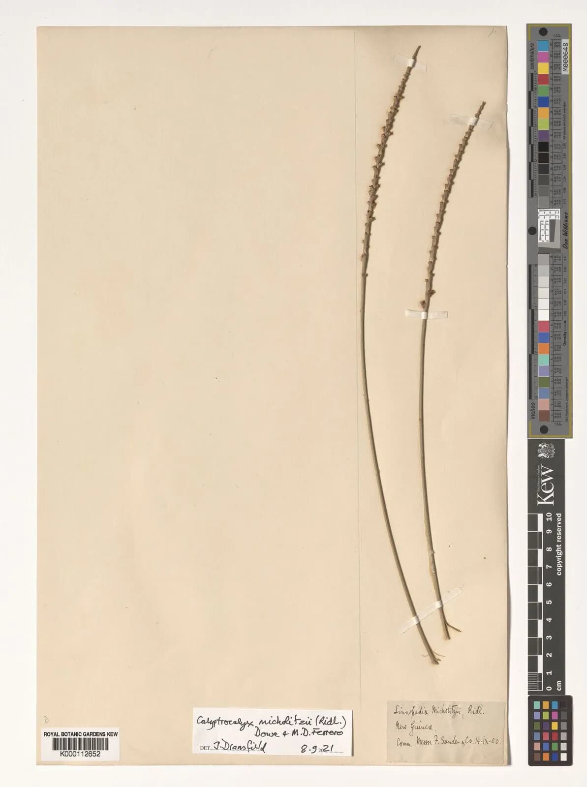 Botanical specimen of Calyptrocalyx Micholitzii.