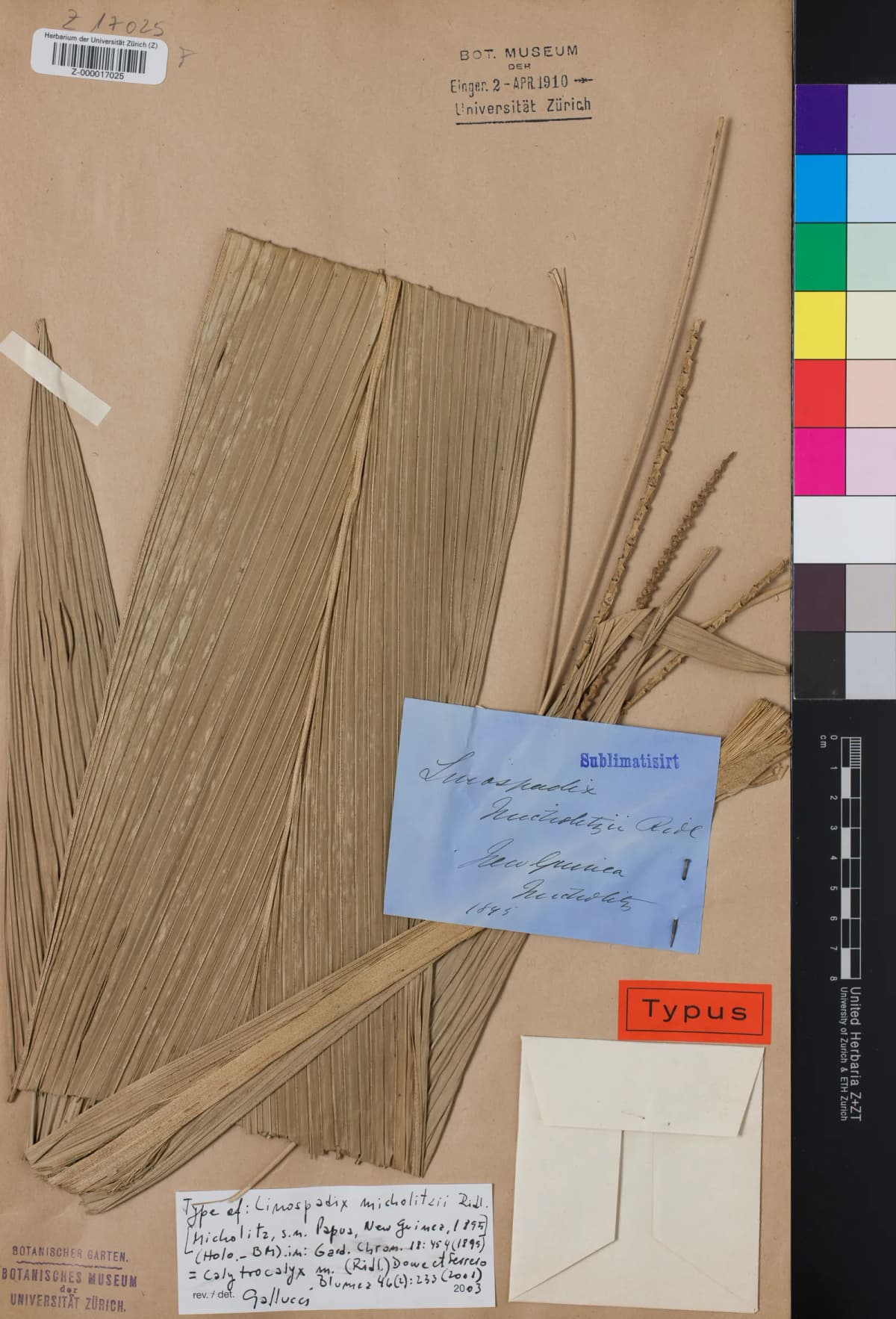 Botanical specimen of Calyptrocalyx Micholitzii.