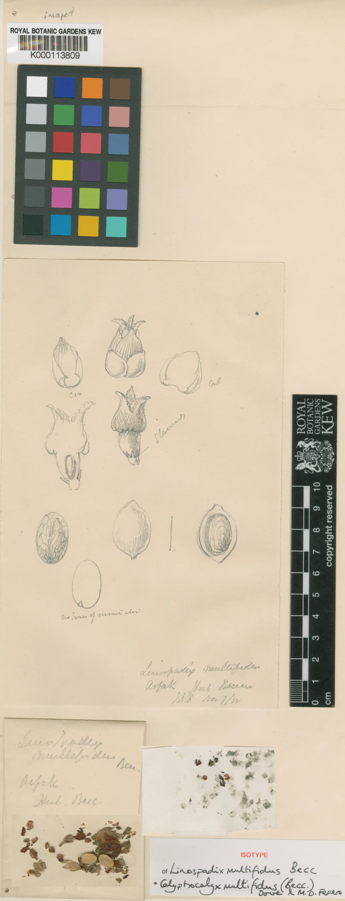 Botanical specimen of Calyptrocalyx Multifidus.