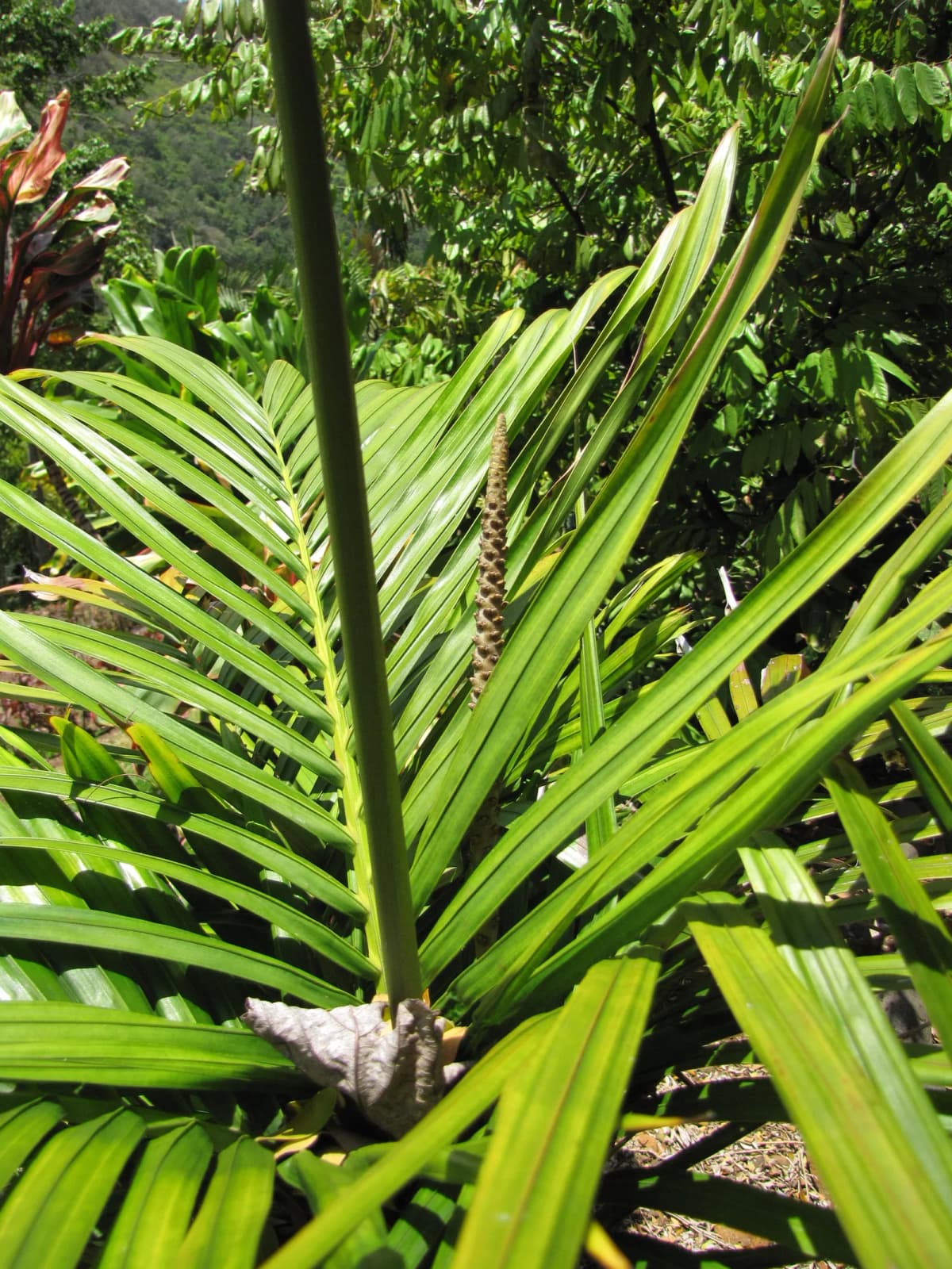 Botanical specimen of Calyptrocalyx Sp..