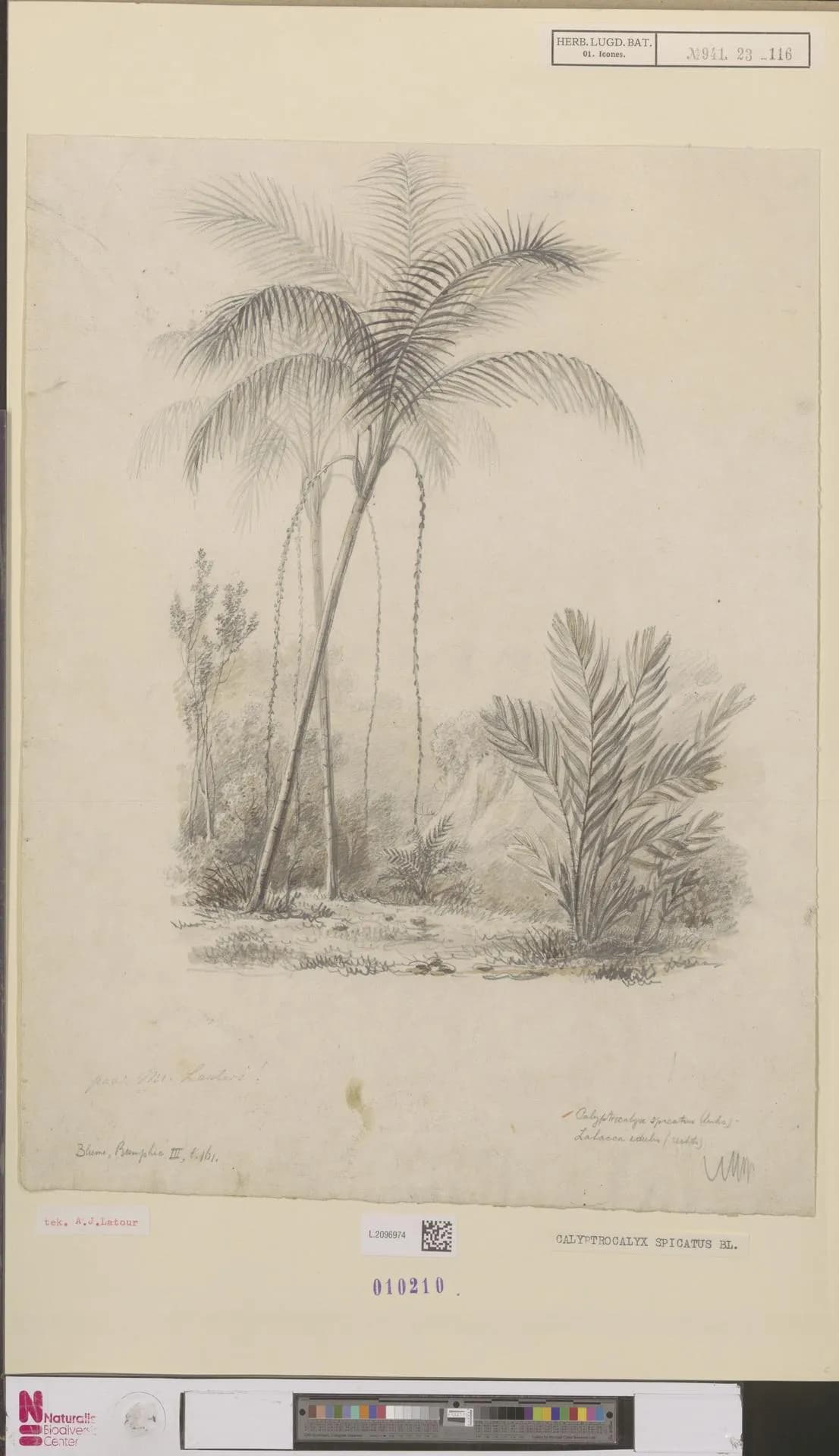Botanical specimen of Calyptrocalyx Spicatus.