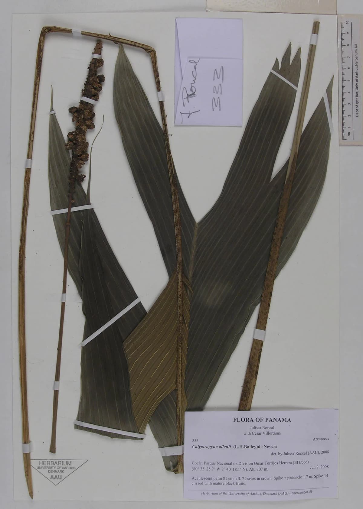 Botanical specimen of Calyptrogyne Allenii.
