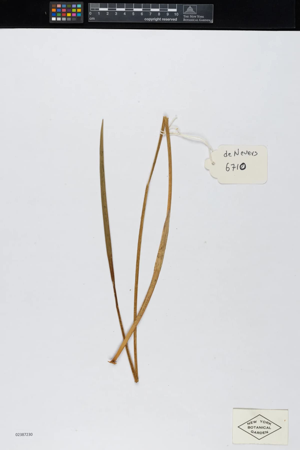 Botanical specimen of Calyptrogyne Allenii.