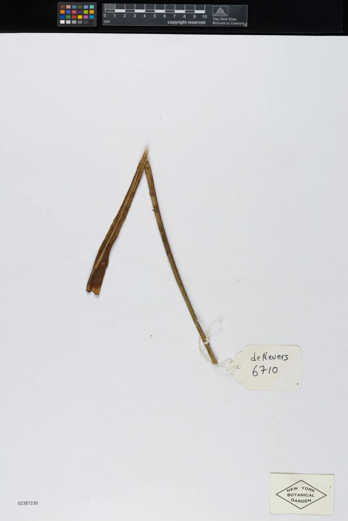 Botanical specimen of Calyptrogyne Allenii.