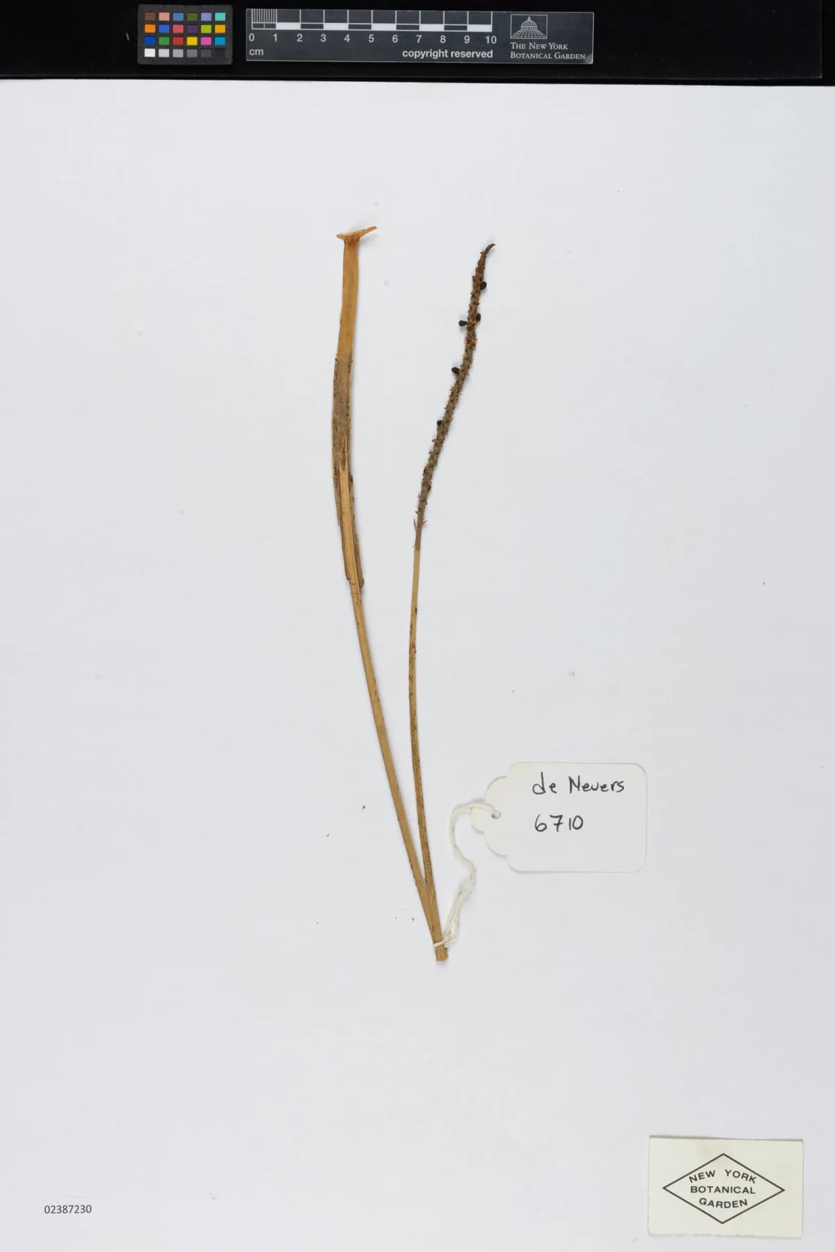 Botanical specimen of Calyptrogyne Allenii.