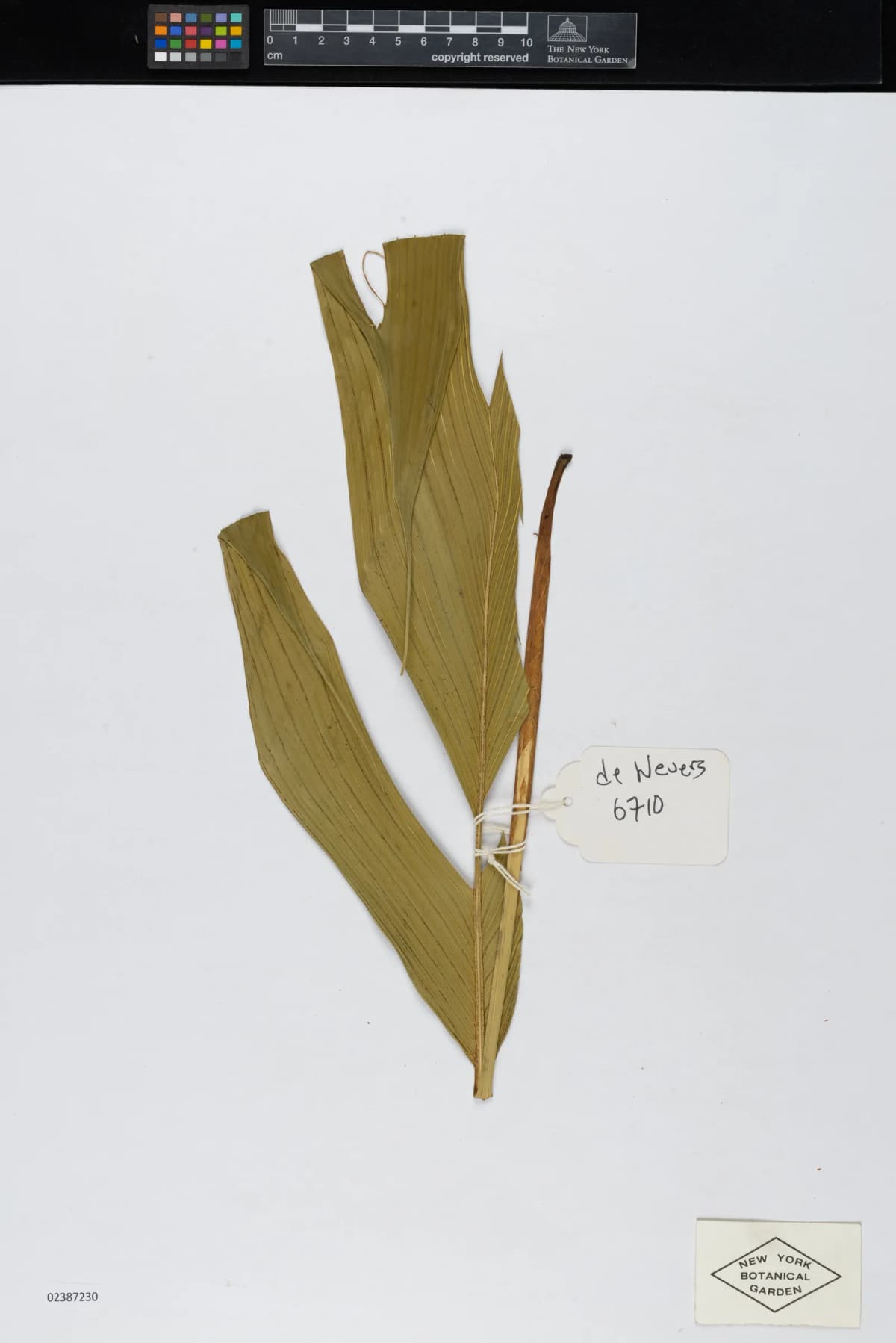 Botanical specimen of Calyptrogyne Allenii.