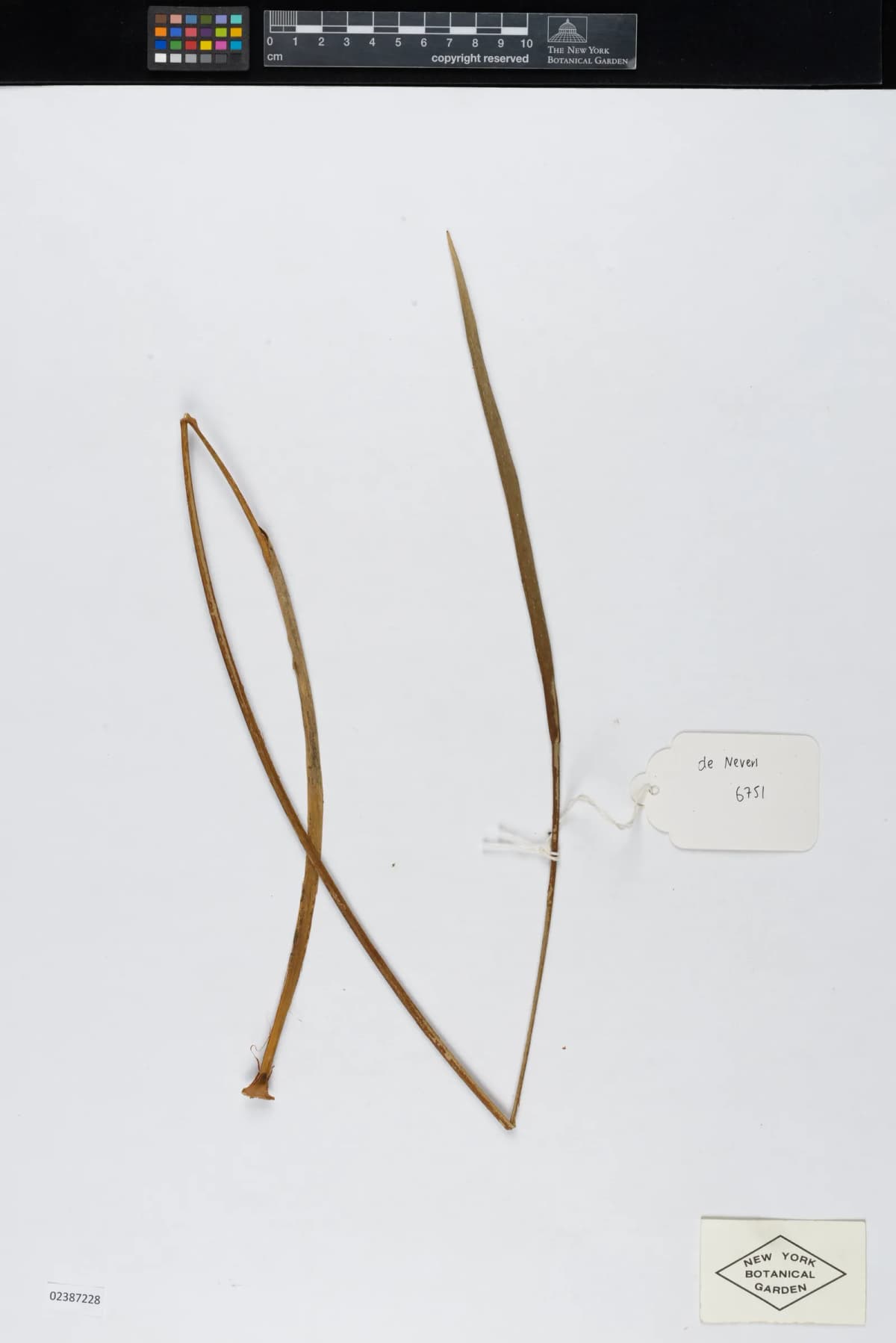 Botanical specimen of Calyptrogyne Allenii.