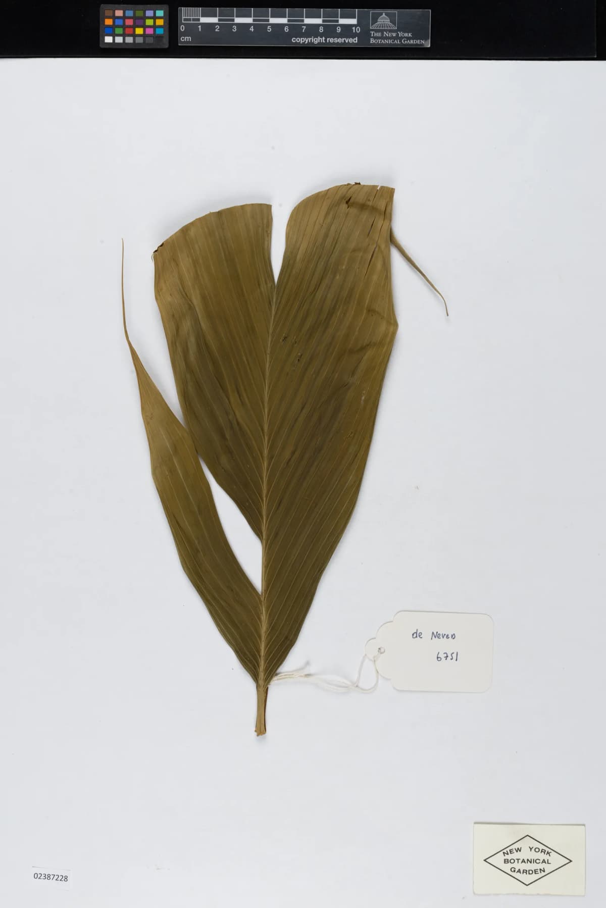 Botanical specimen of Calyptrogyne Allenii.