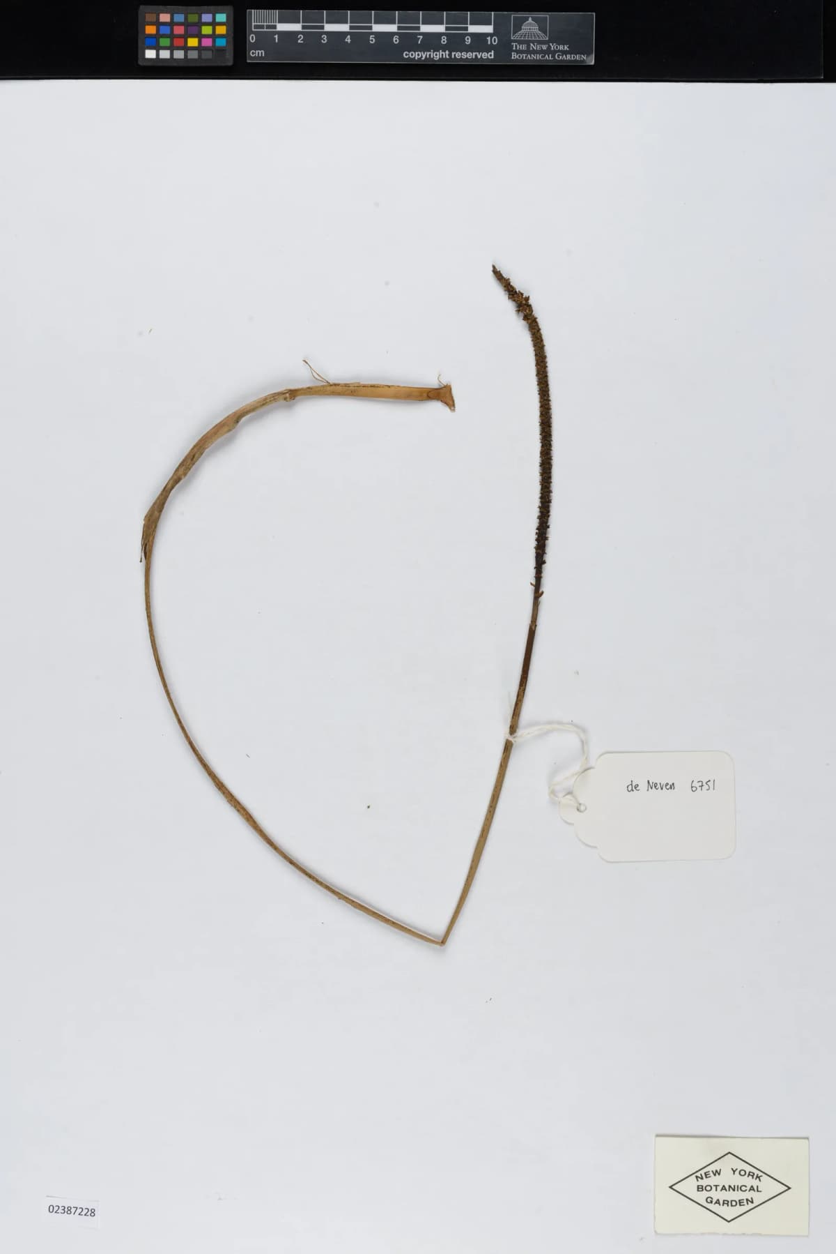Botanical specimen of Calyptrogyne Allenii.