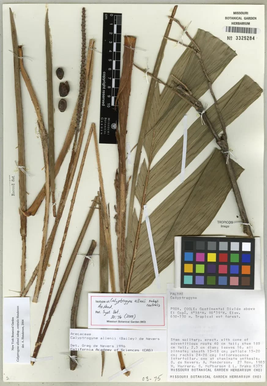 Botanical specimen of Calyptrogyne Allenii.