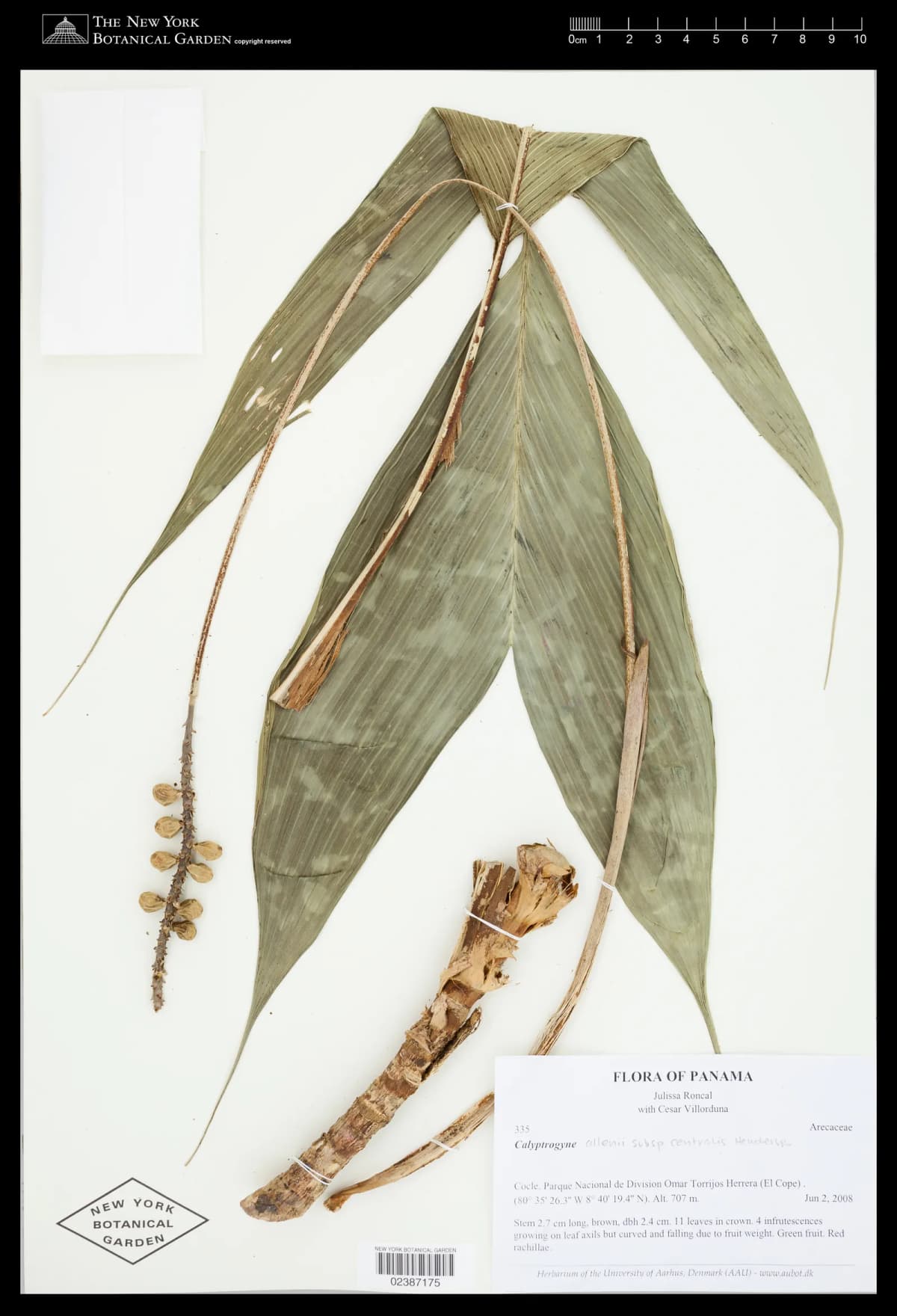 Botanical specimen of Calyptrogyne Allenii.