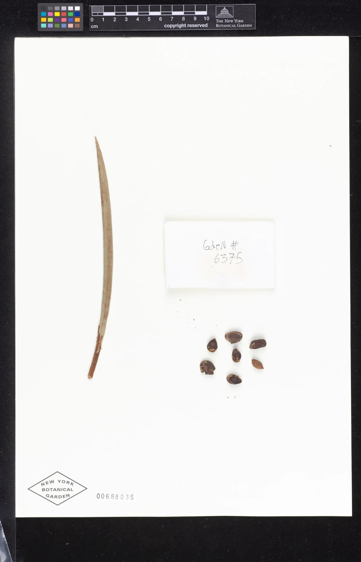 Botanical specimen of Calyptrogyne Allenii.