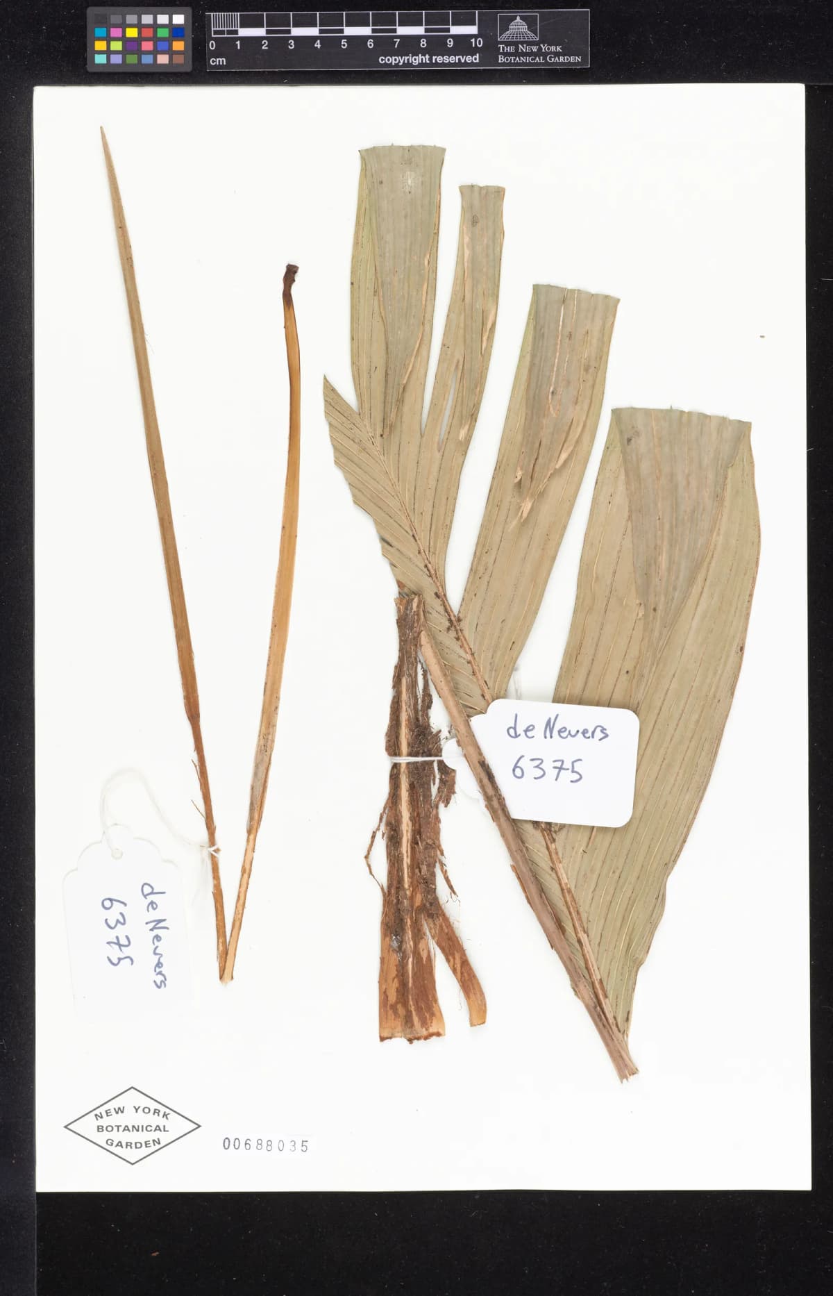 Botanical specimen of Calyptrogyne Allenii.