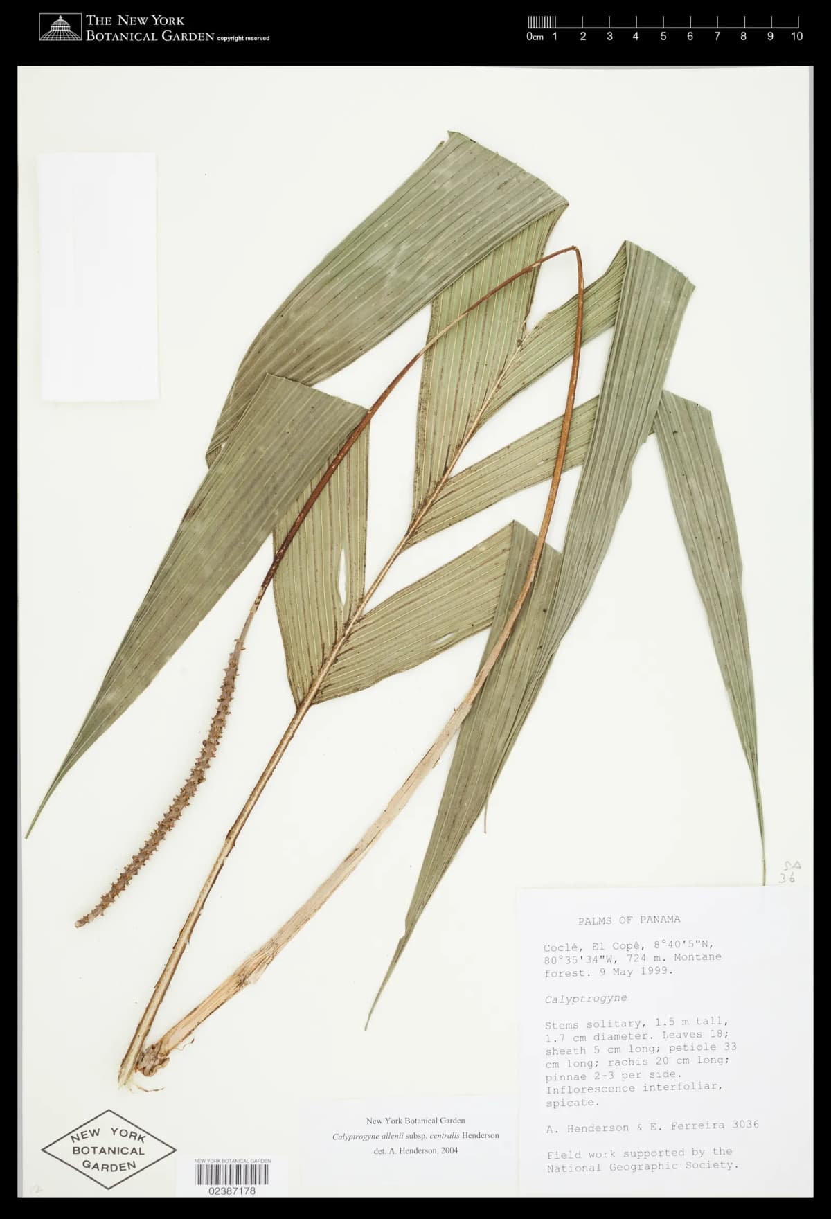 Botanical specimen of Calyptrogyne Allenii.
