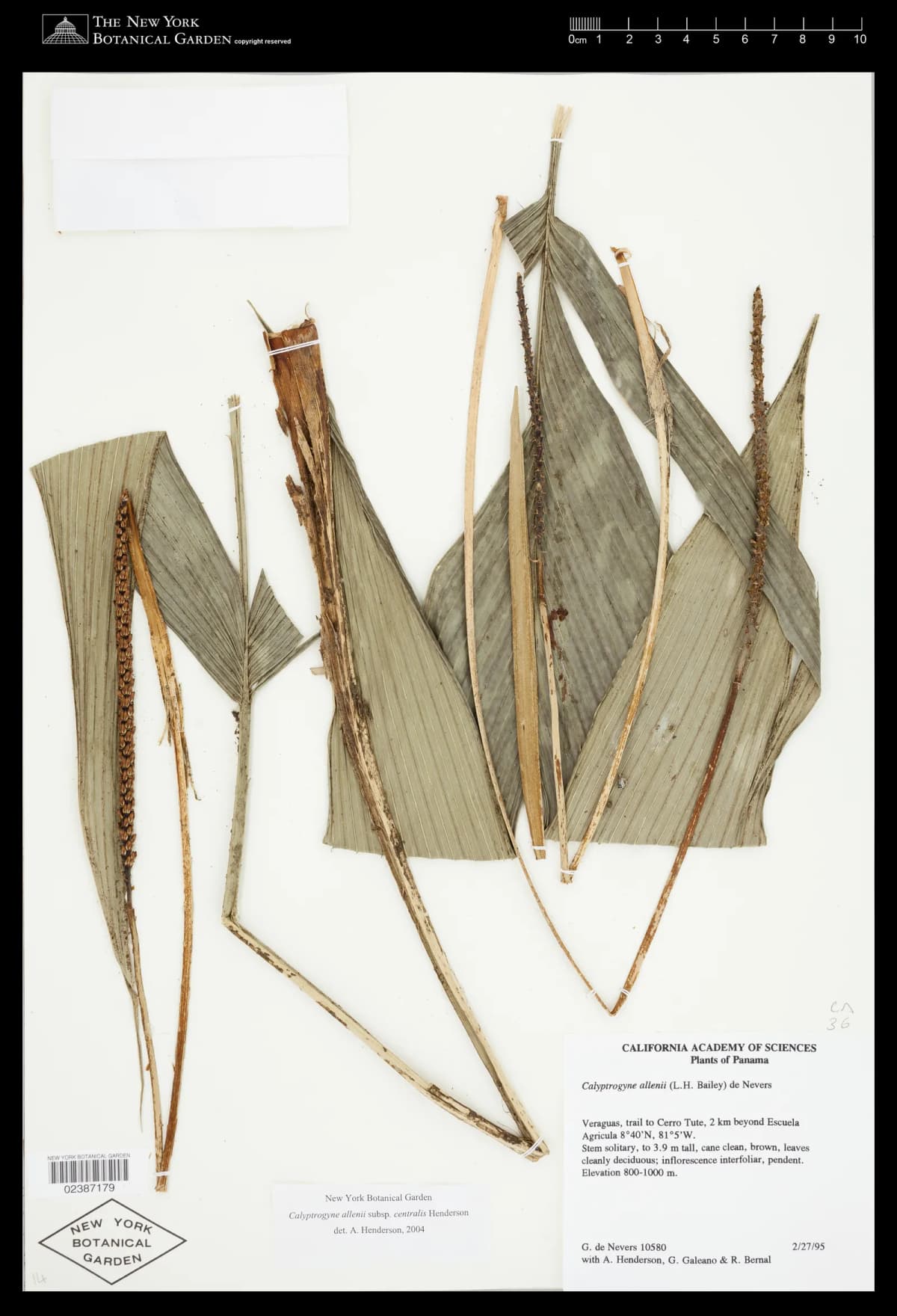 Botanical specimen of Calyptrogyne Allenii.