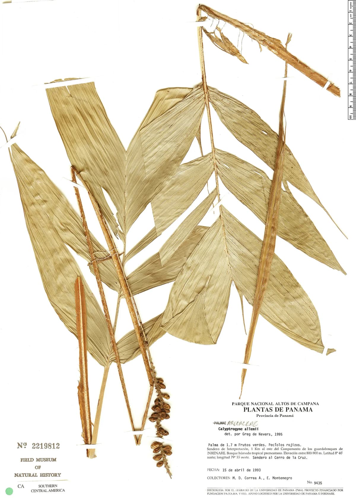 Botanical specimen of Calyptrogyne Allenii.