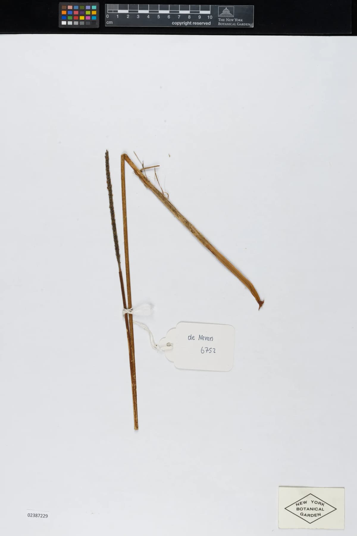 Botanical specimen of Calyptrogyne Allenii.