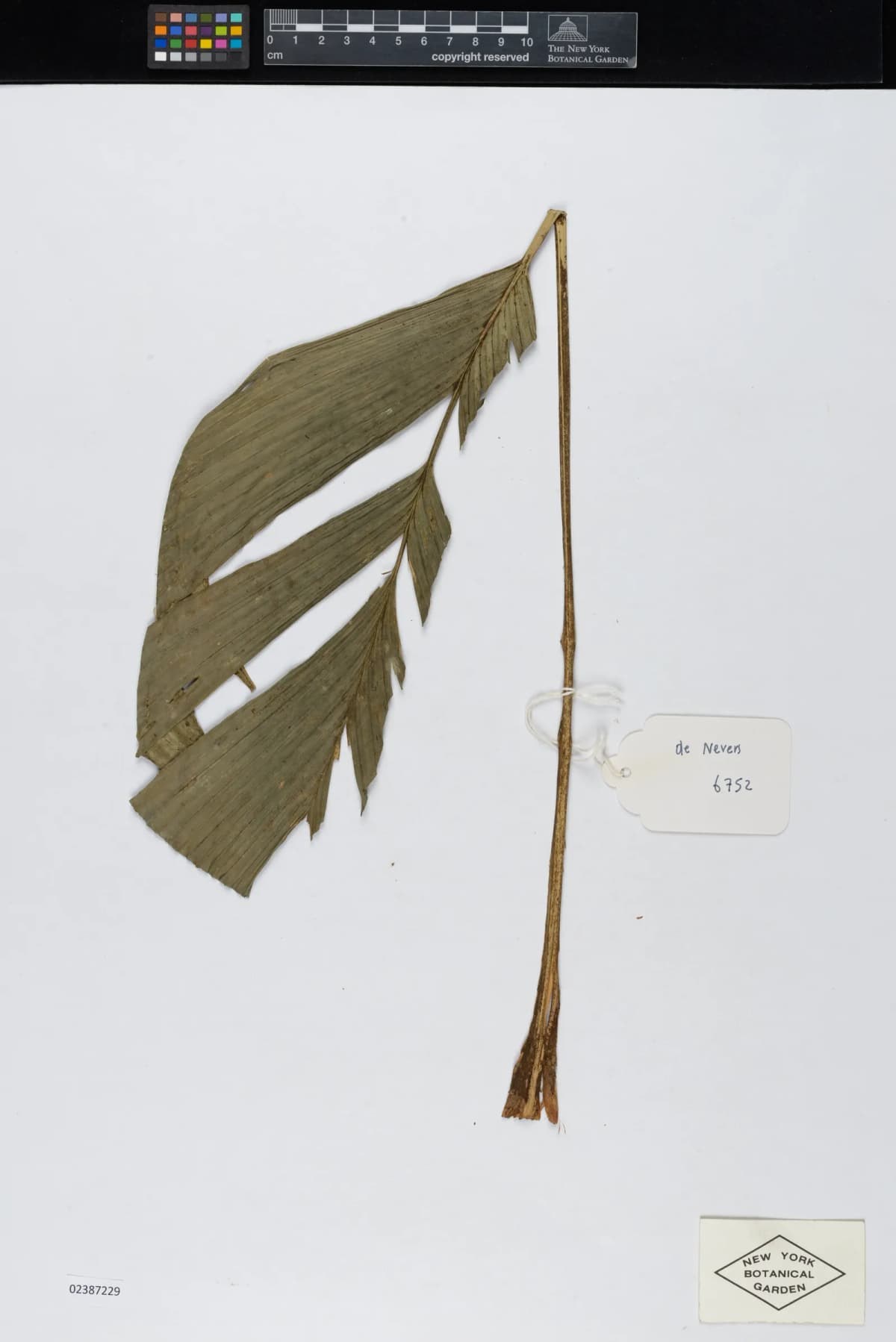 Botanical specimen of Calyptrogyne Allenii.