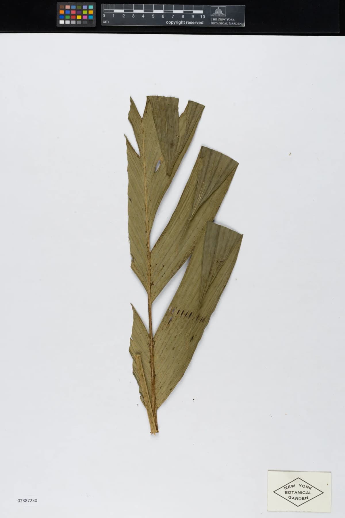 Botanical specimen of Calyptrogyne Allenii.