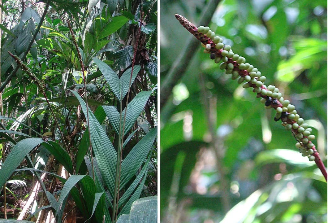 Botanical specimen of Calyptrogyne Ghiesbreghtiana.