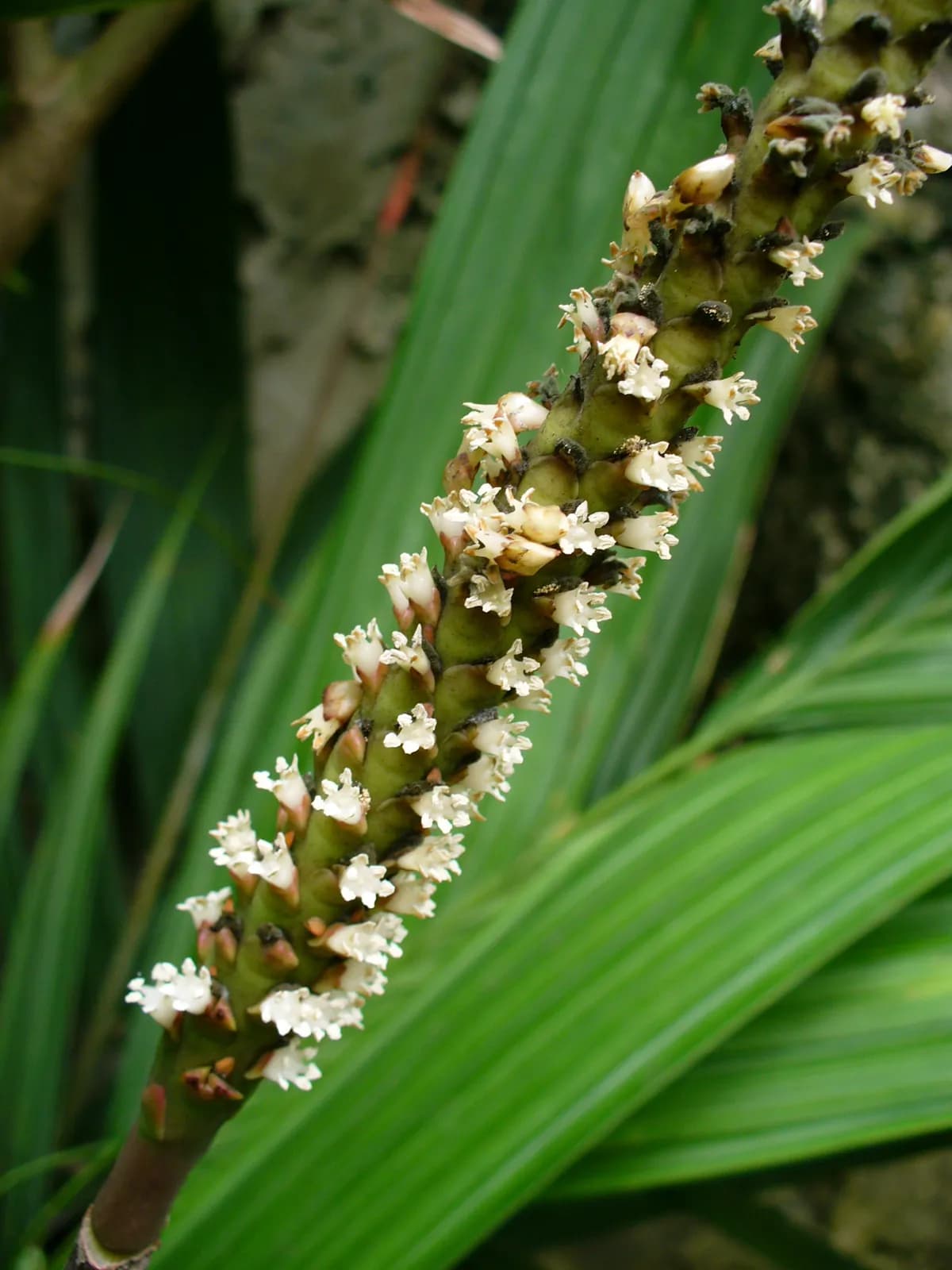 Botanical specimen of Calyptrogyne Ghiesbreghtiana.