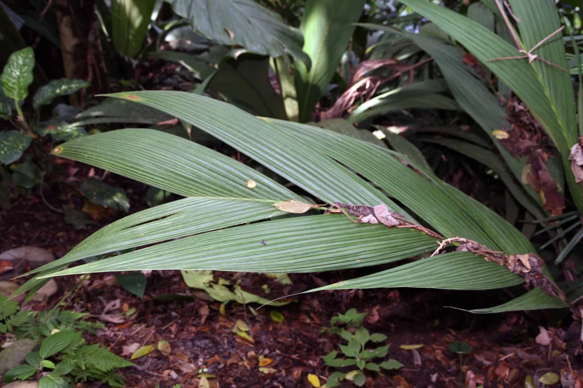 Botanical specimen of Calyptrogyne Ghiesbreghtiana.