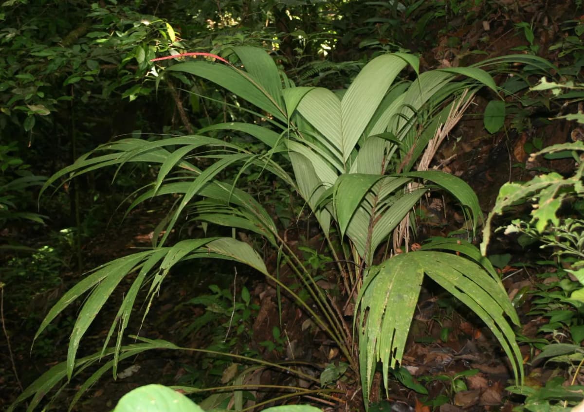 Botanical specimen of Calyptrogyne Ghiesbreghtiana.
