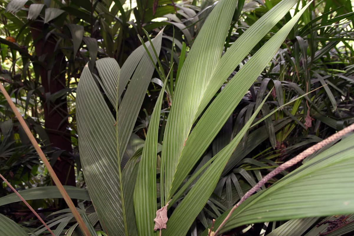 Botanical specimen of Calyptrogyne Ghiesbreghtiana.
