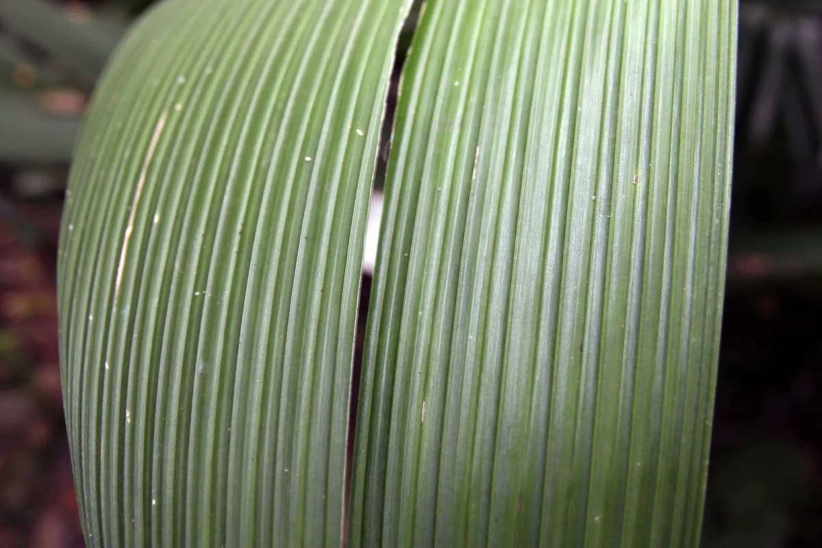 Botanical specimen of Calyptrogyne Ghiesbreghtiana.